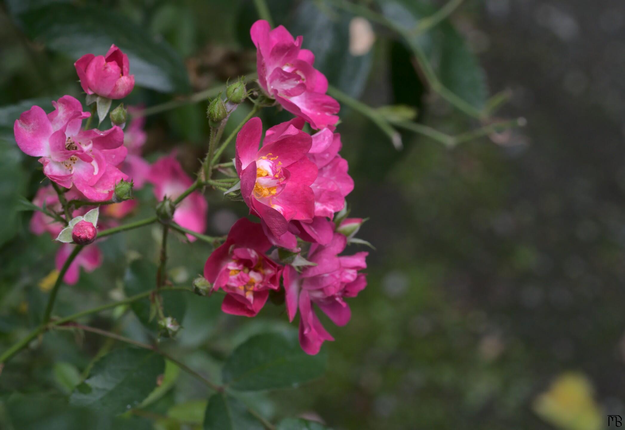 Pink flowers in bush