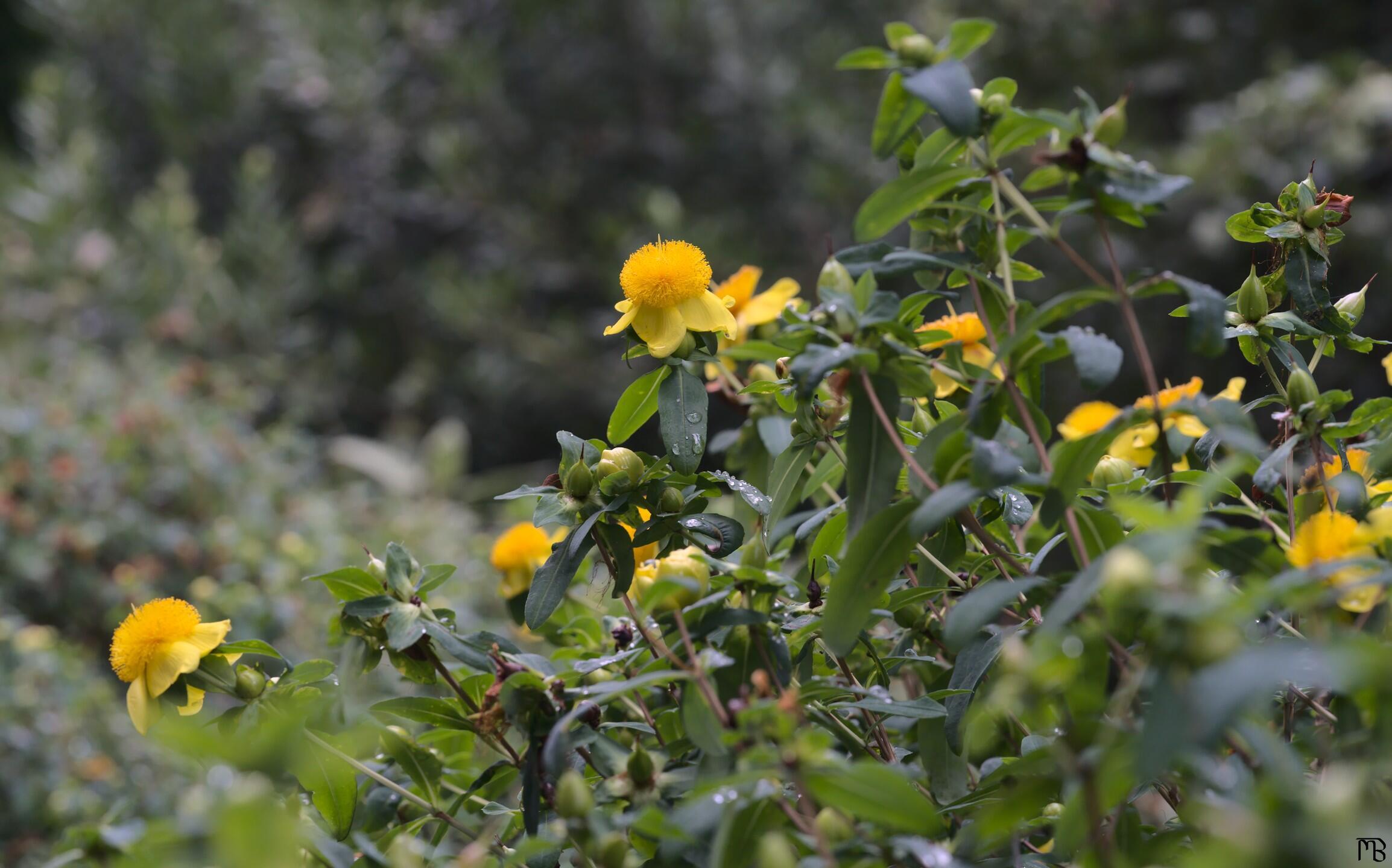 Yellow flowers on bush