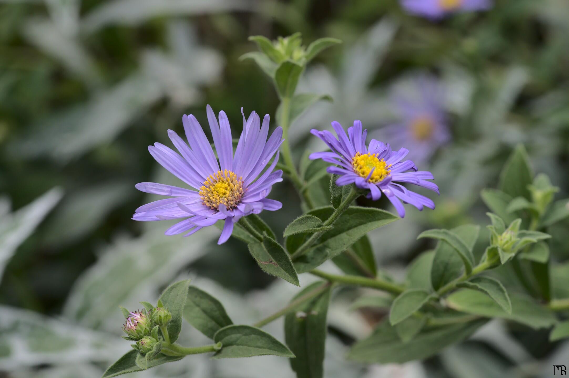 Purple flowers on plant