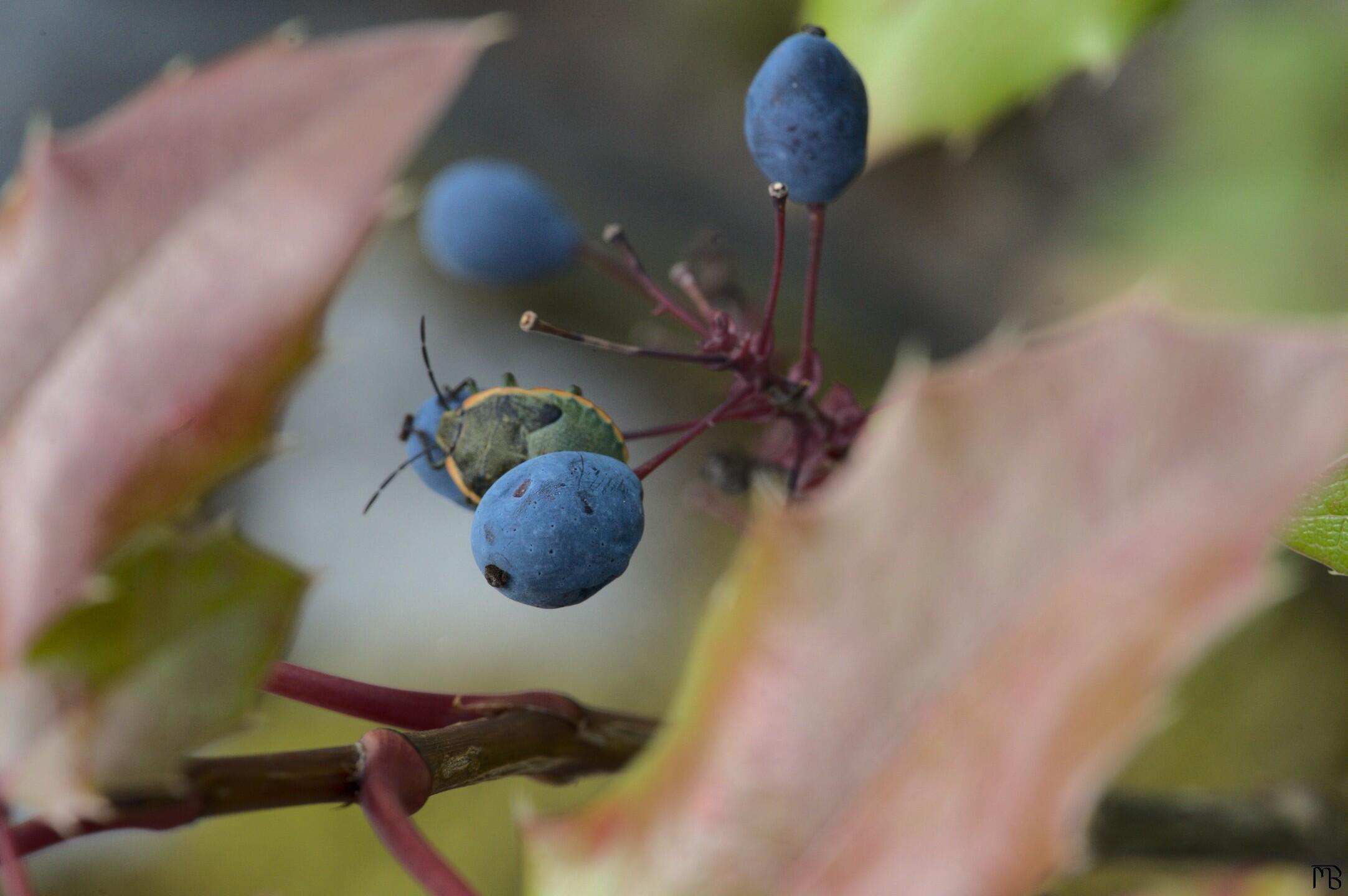 Bug on a berry plant