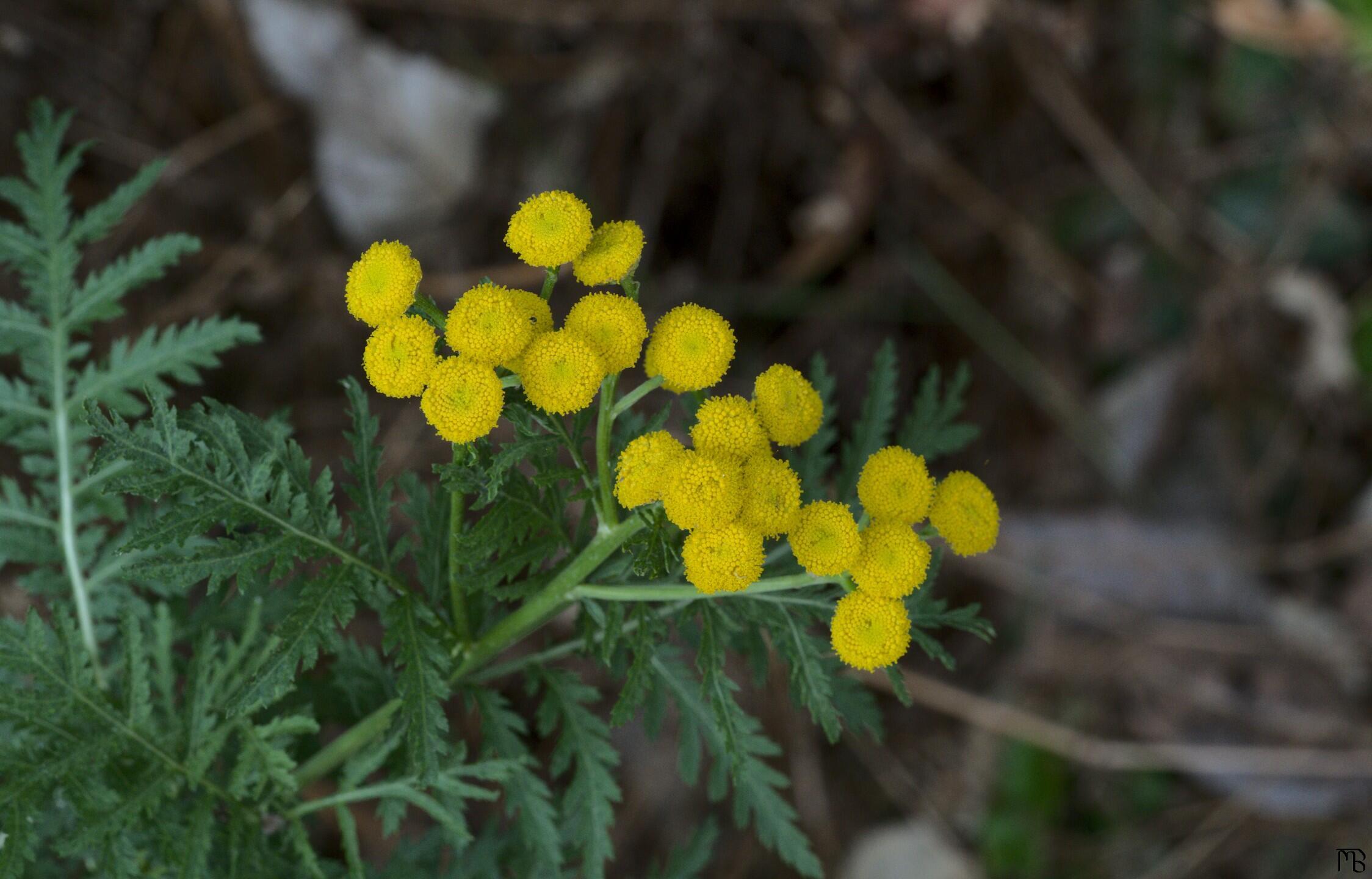 Yellow flowers on tree