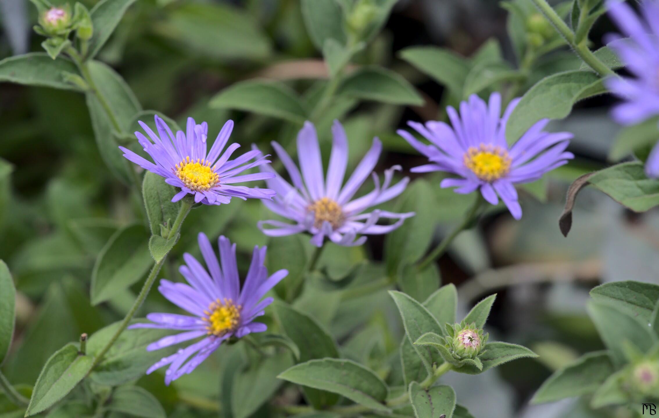 Purple flowers on bush