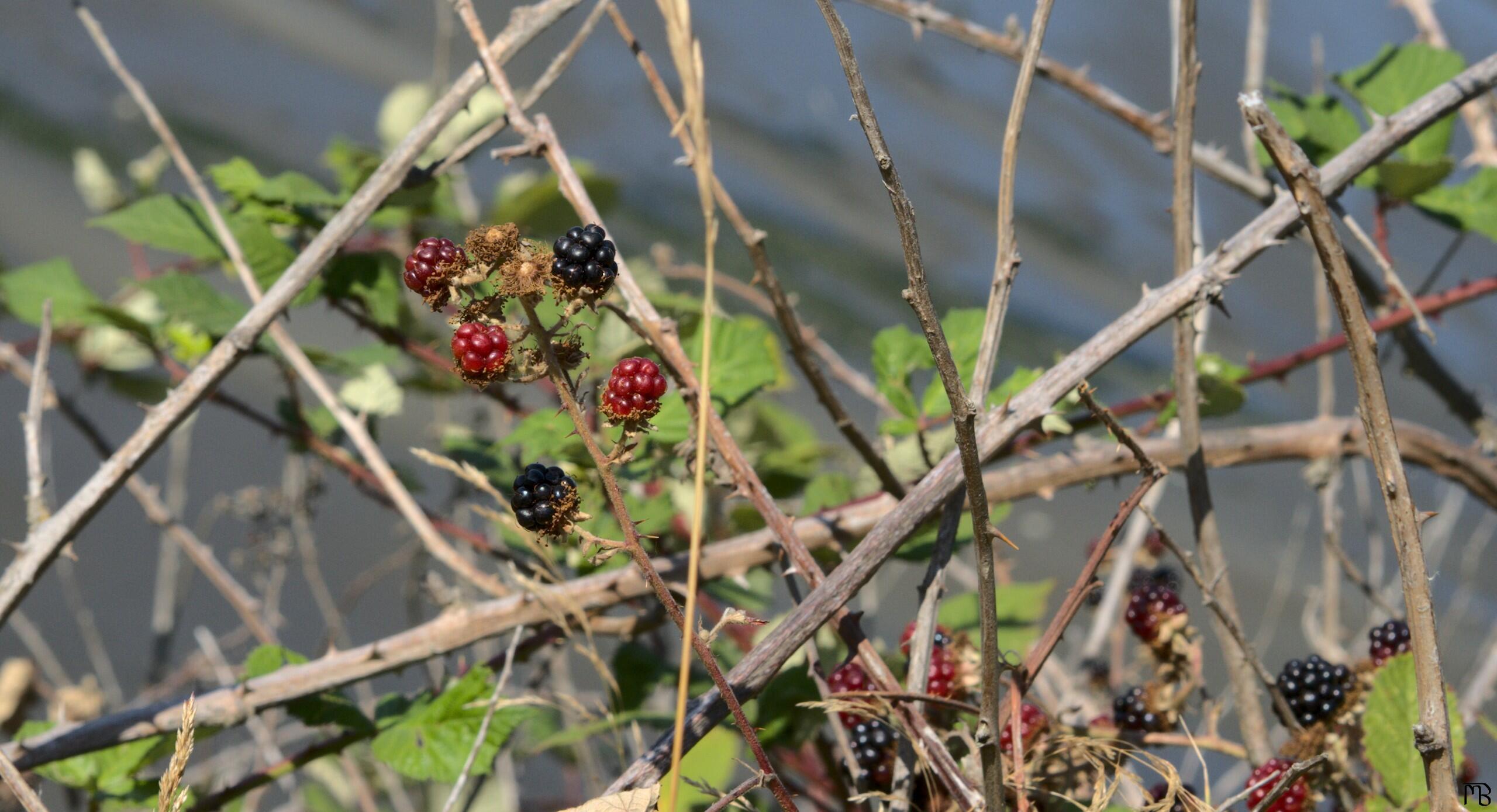 Berries above a beach at Discovery Park