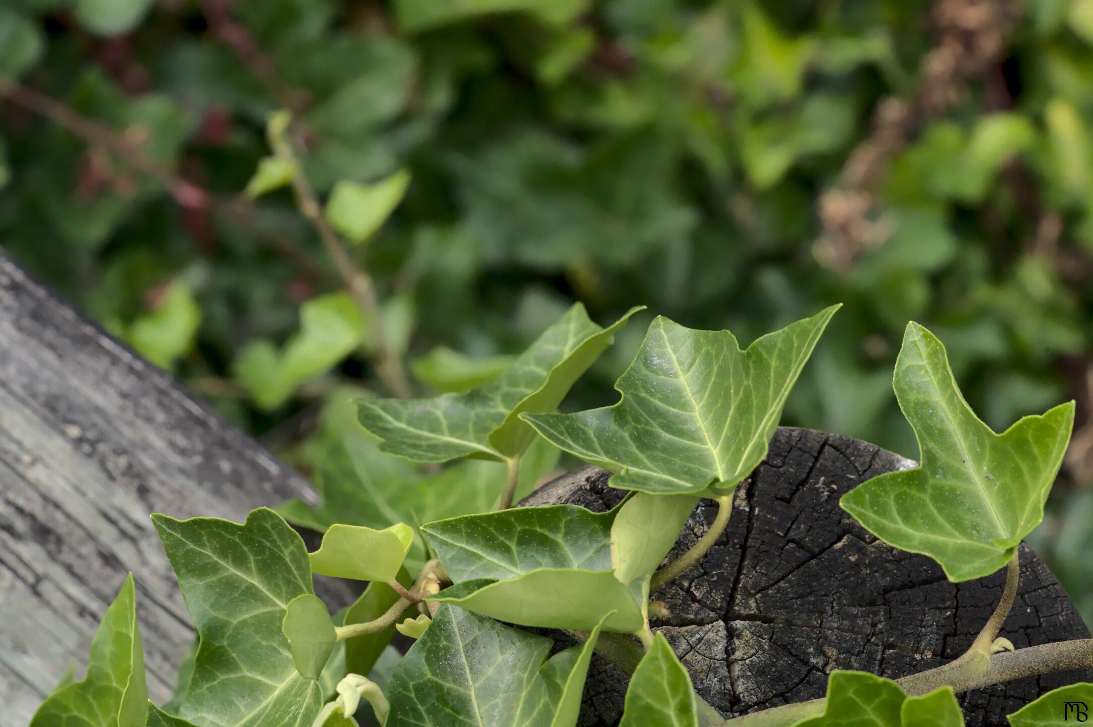 Ivy on a bridge rail