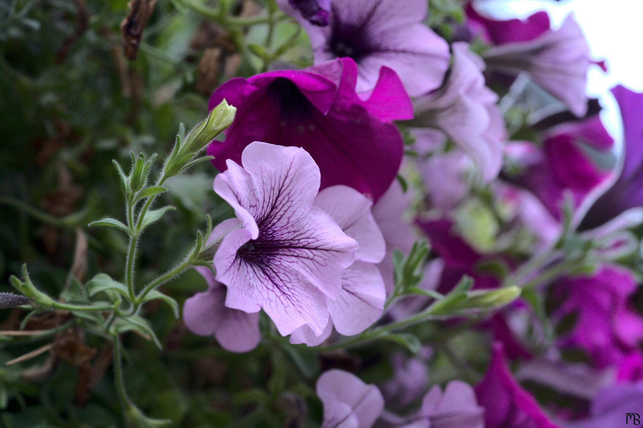 Pink and purple flowers hanging from a planter