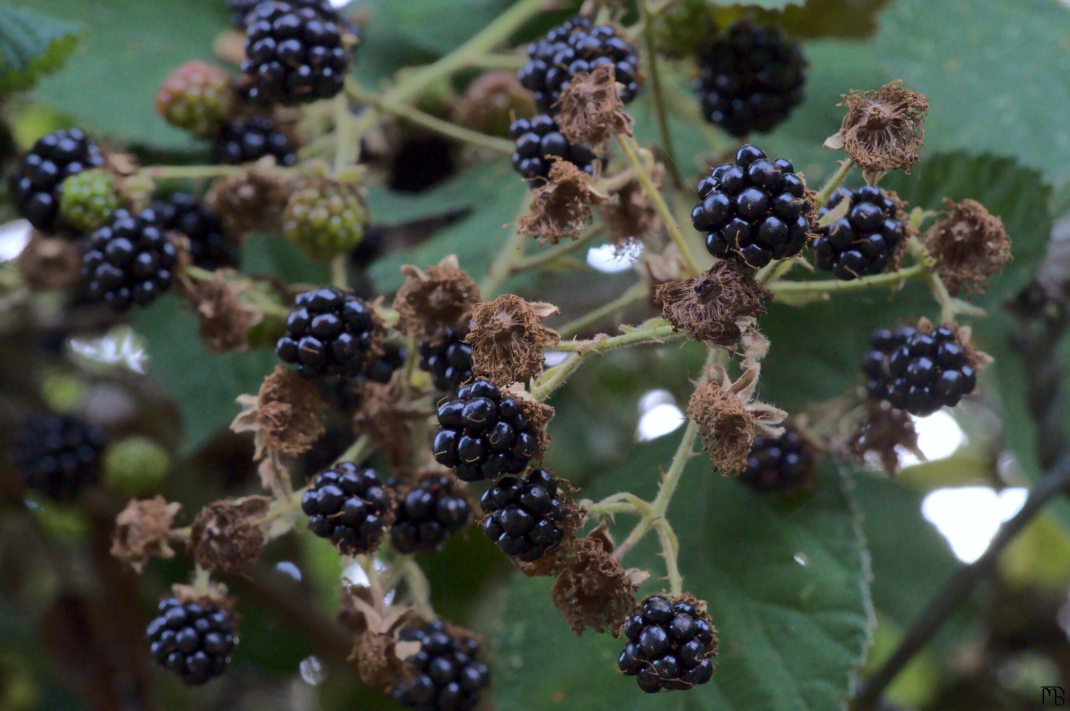Black berries in a bush