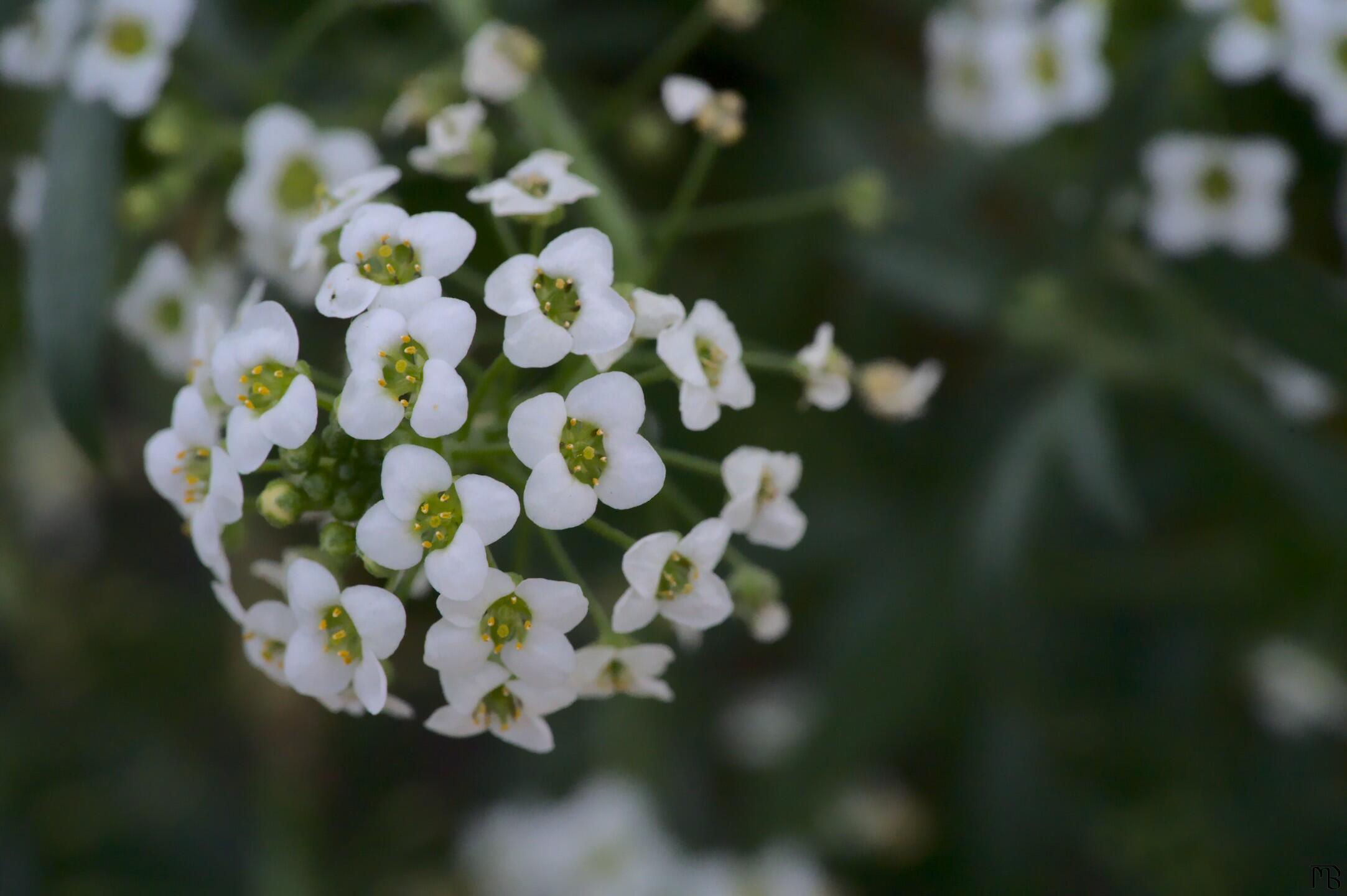 Ball of white flowers in bush