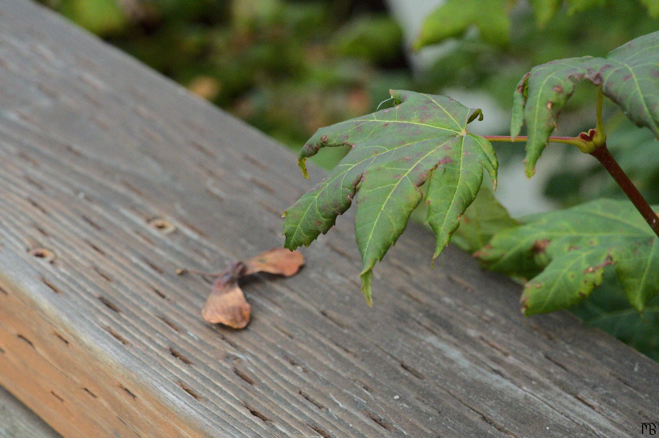 Leaf above brown seed