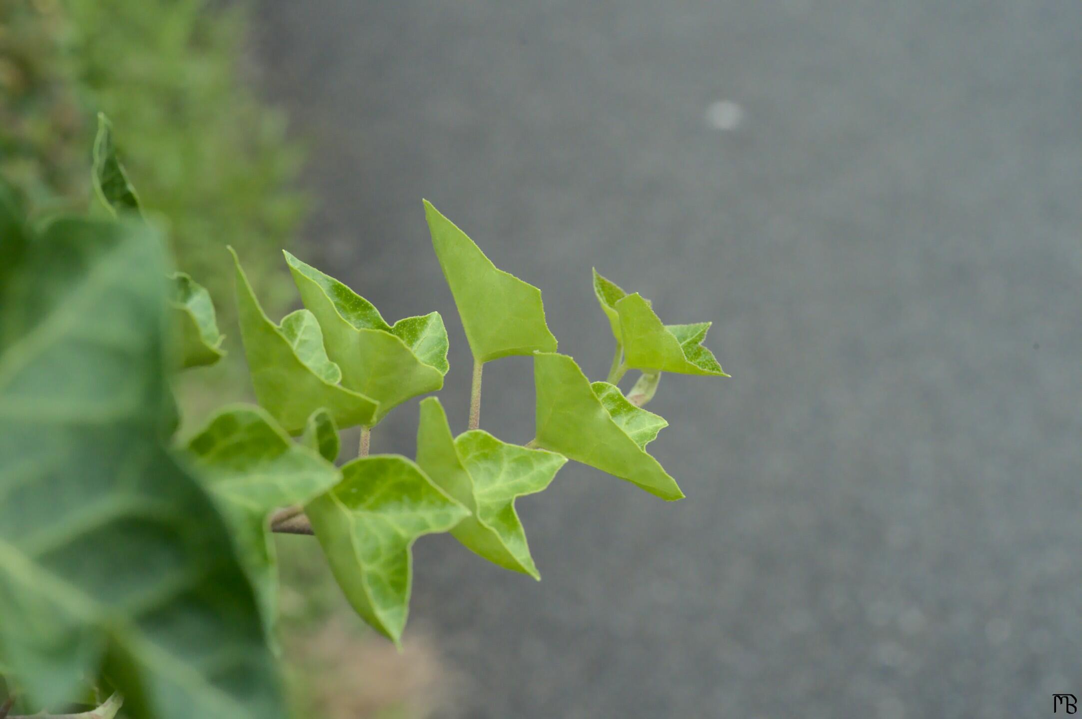 Bush branch over path