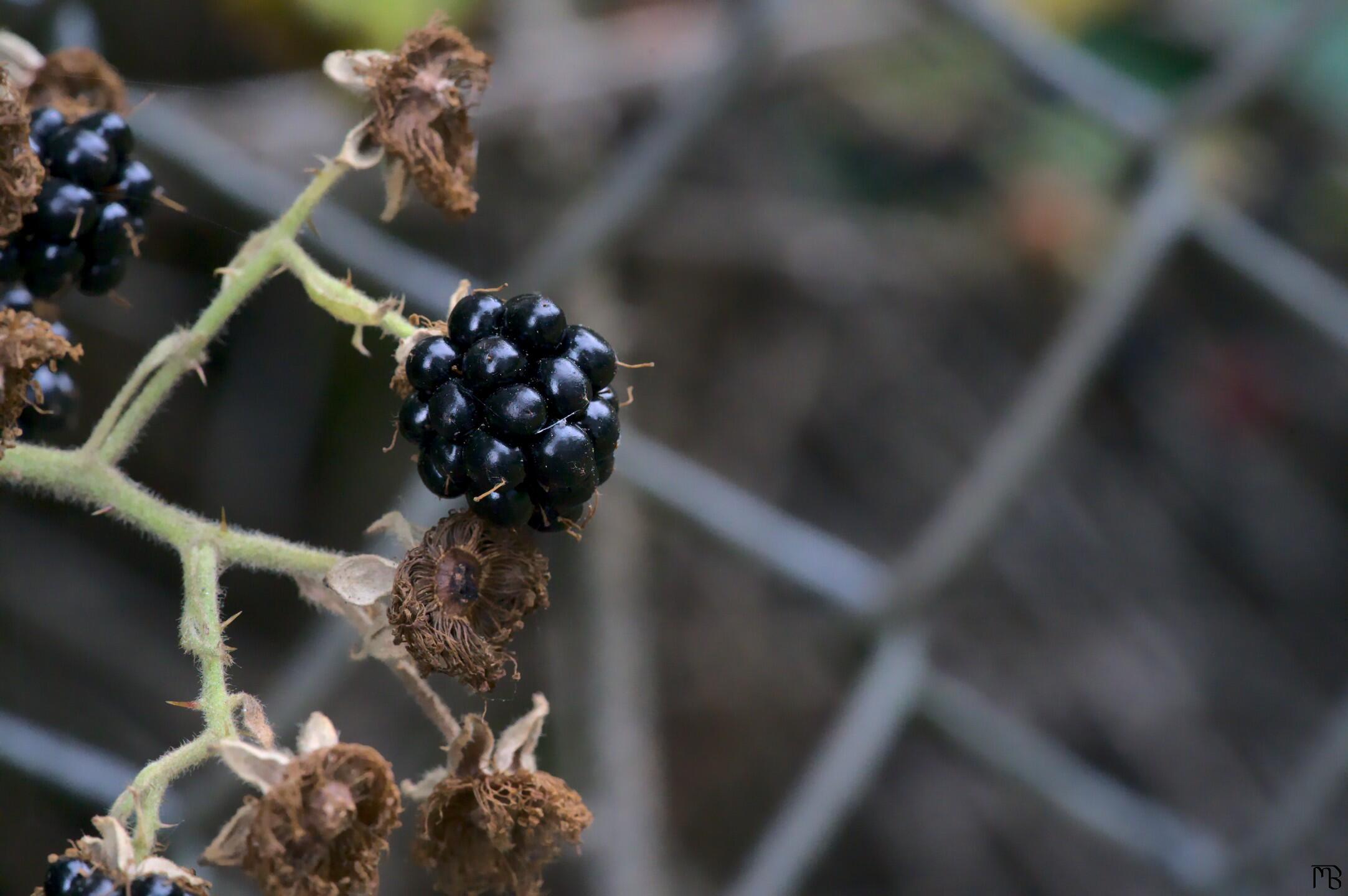 Blackberry near fence