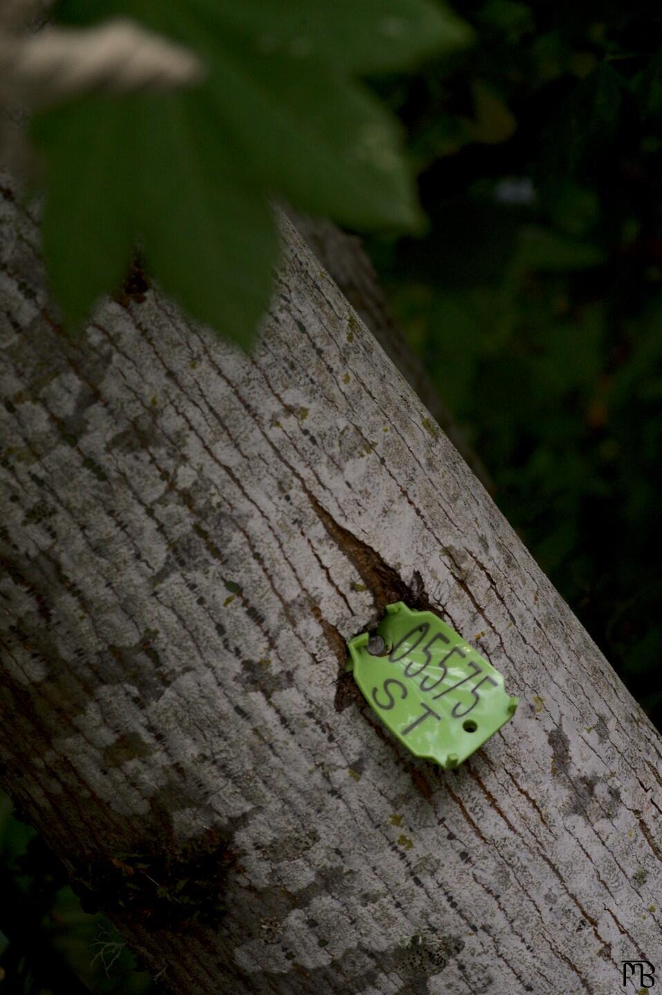 Tagged tree