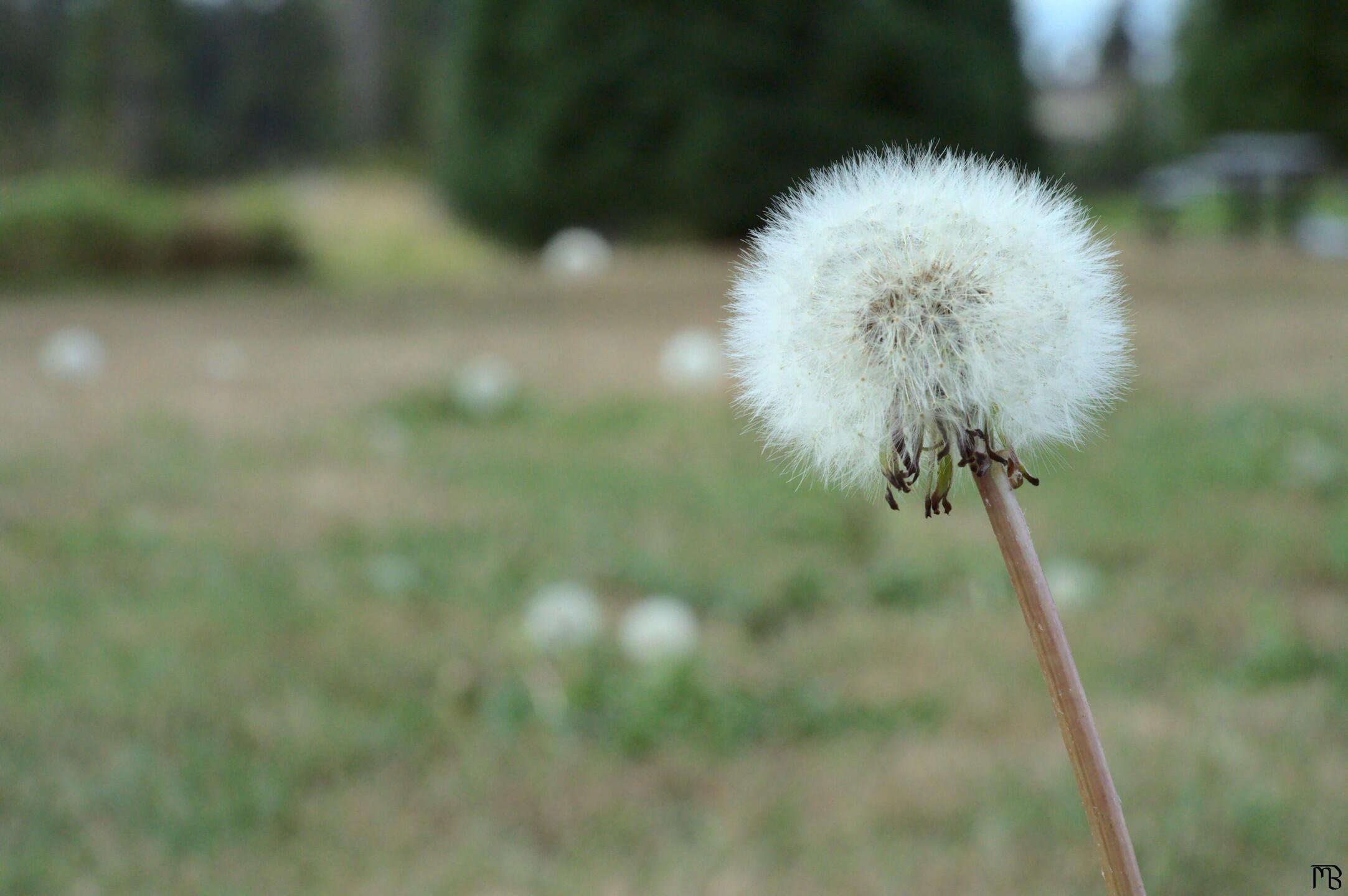 Dandy lion in field