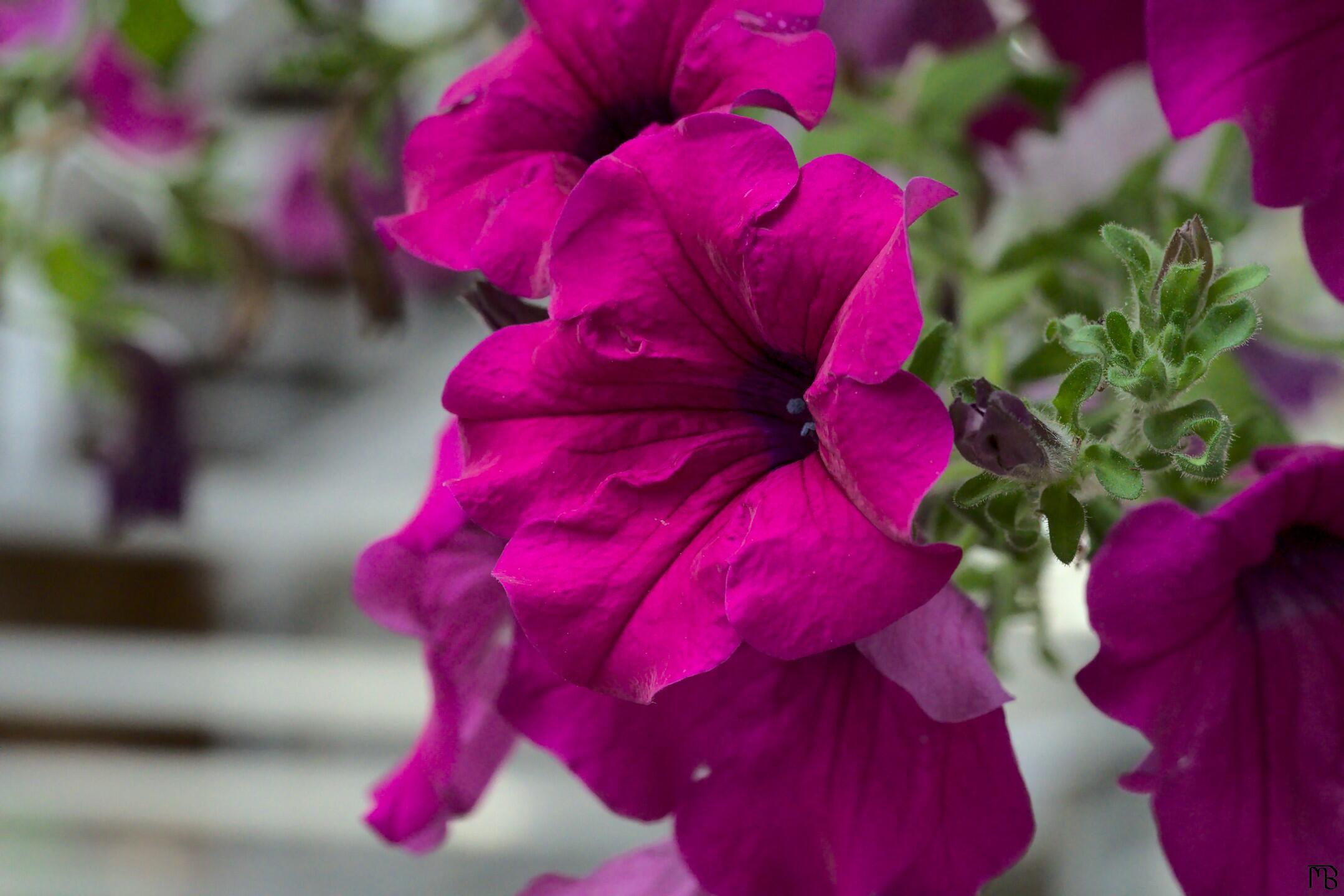 Purple flowers hanging from booth