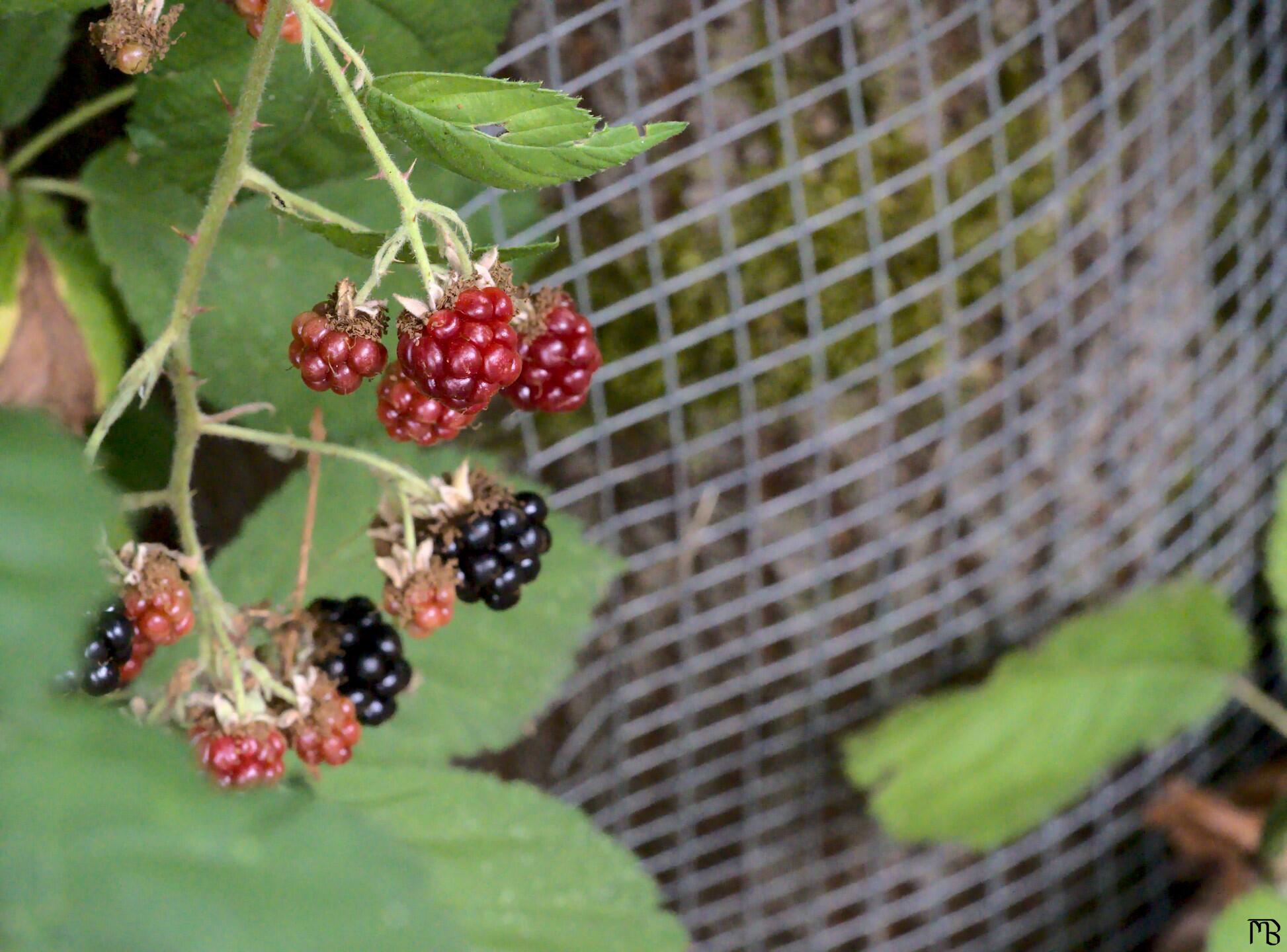Red blackberries