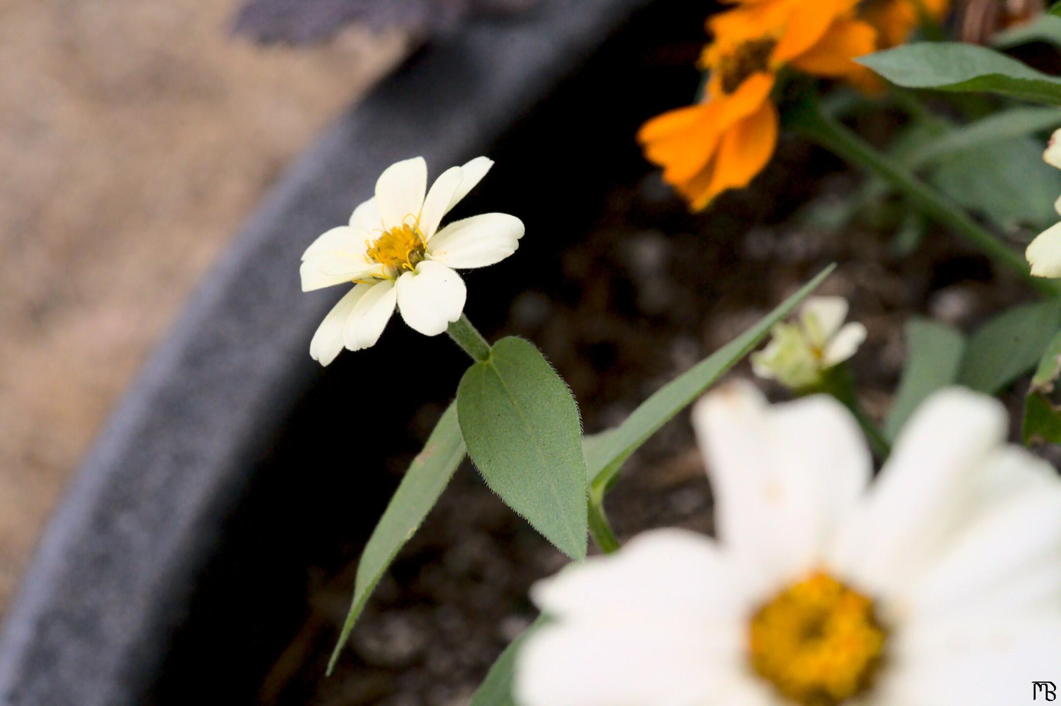 White flower peaking out of pot