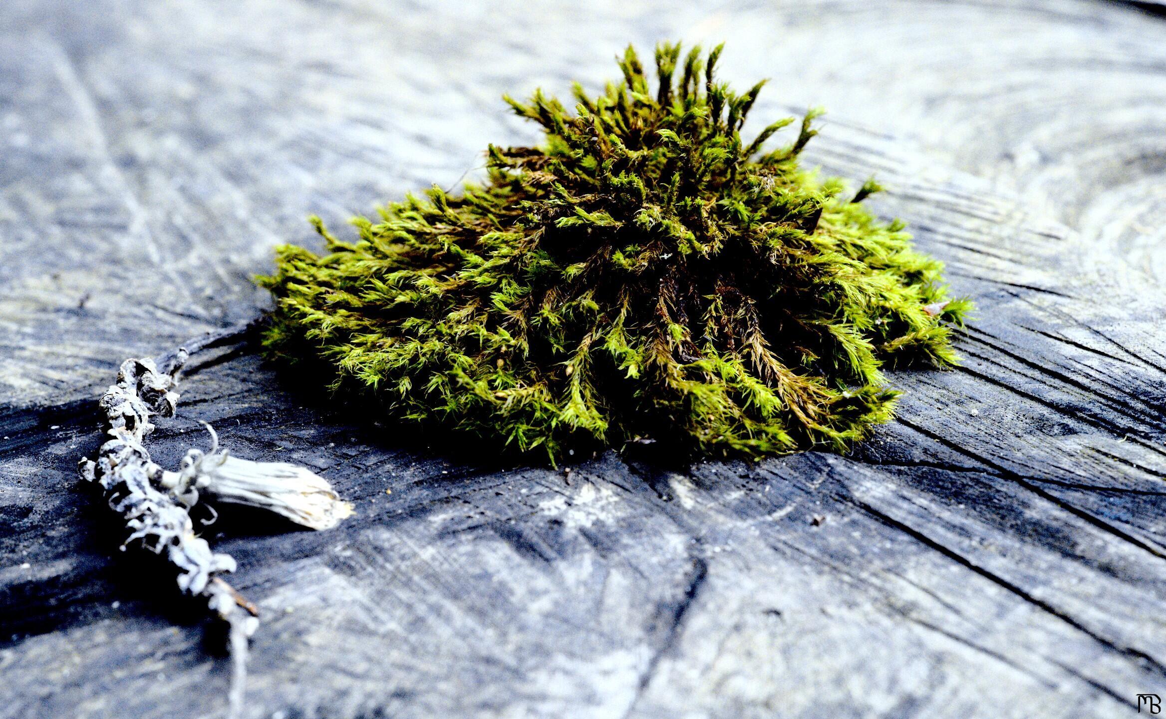 Arty green moss on tree stump