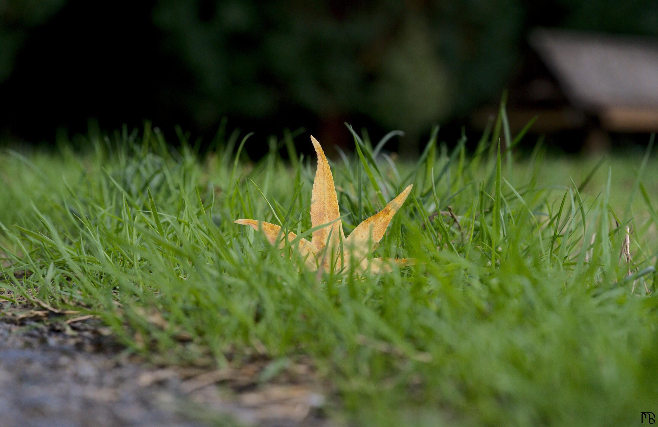 Yellow leaf on green grass