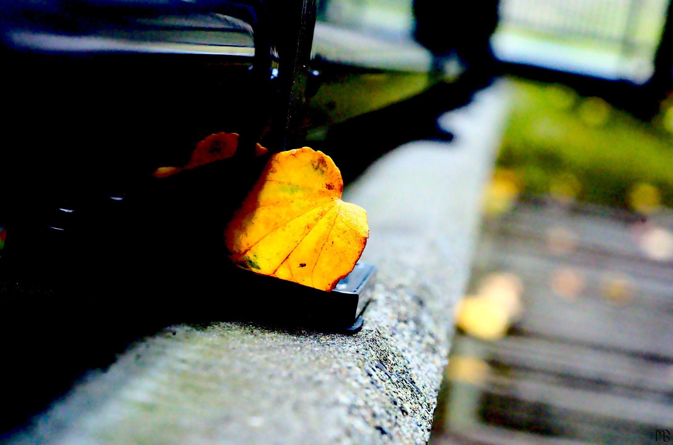 Arty yellow leaf in railing