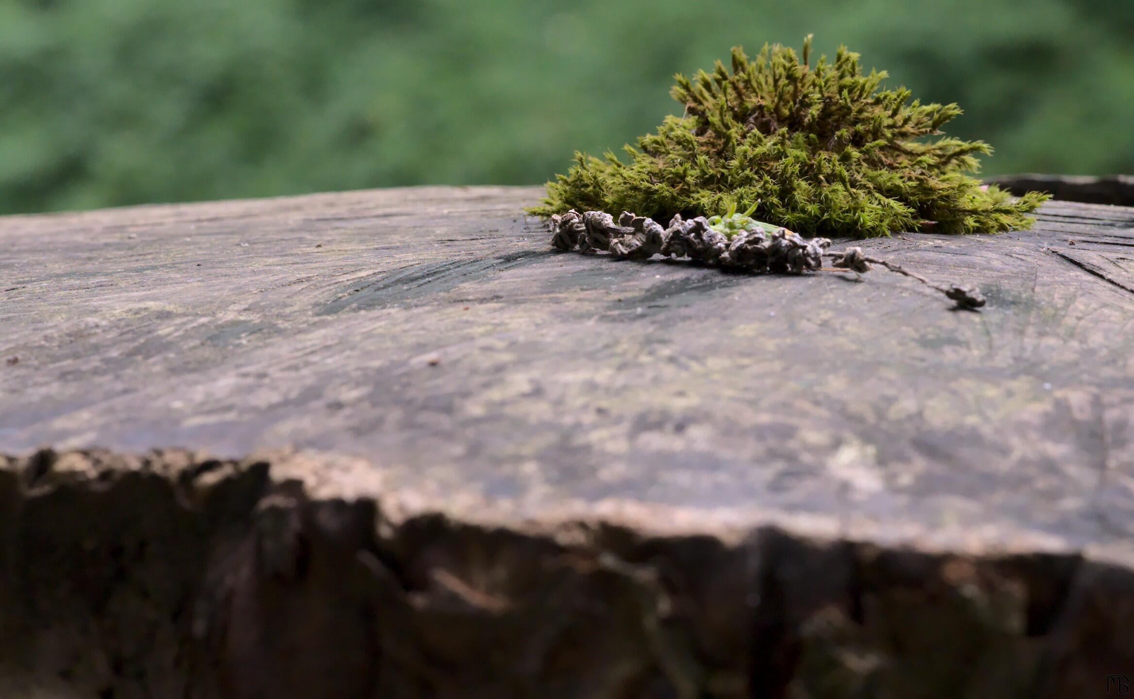 Moss and branch on tree stump