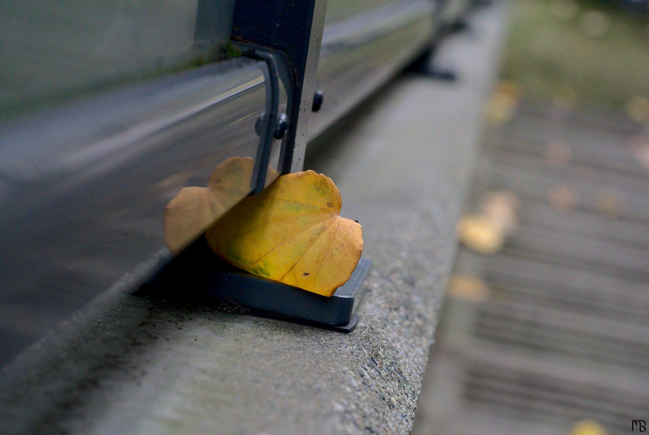 Yellow leaf on railing