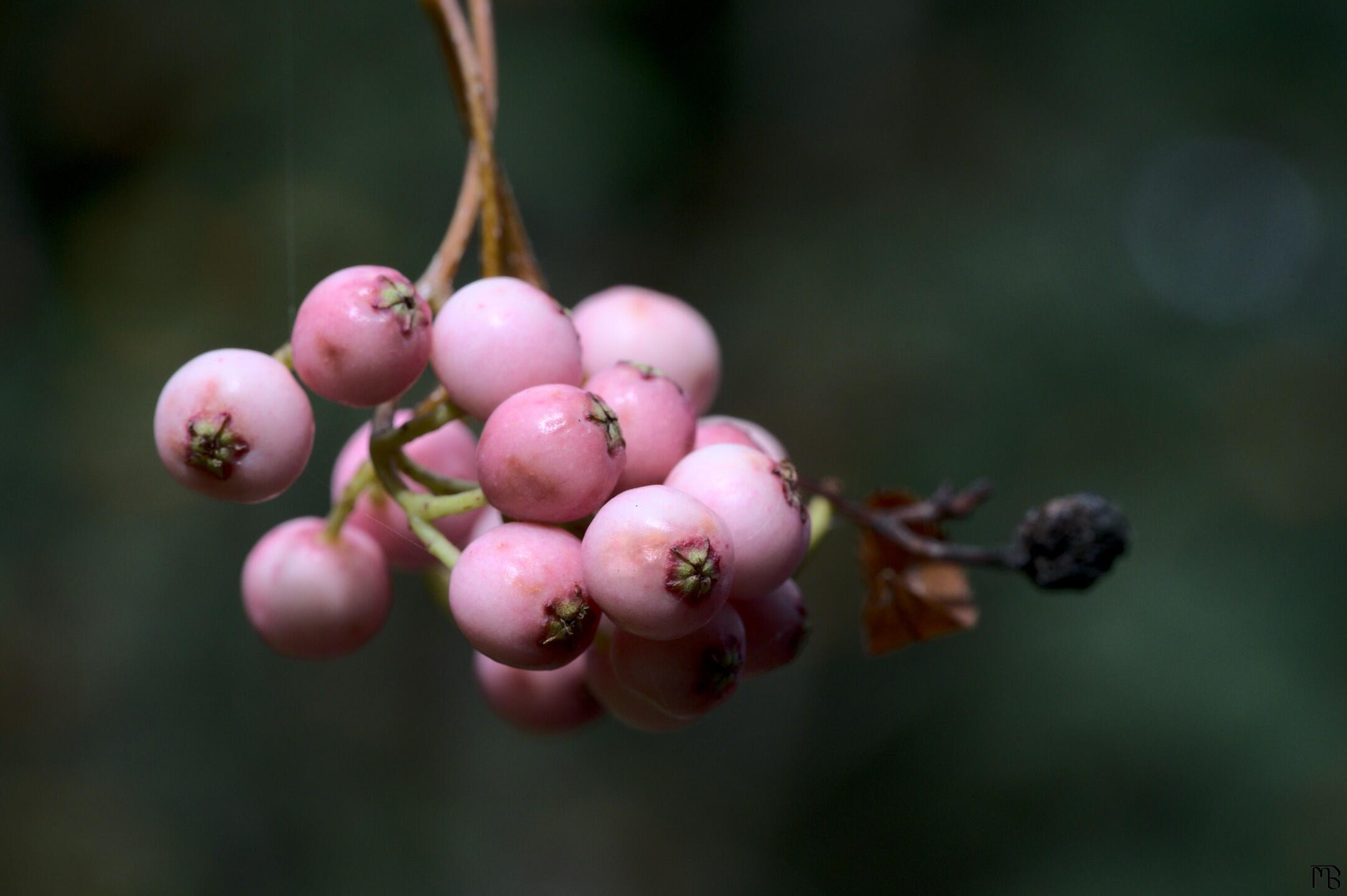 Pink berries on branch