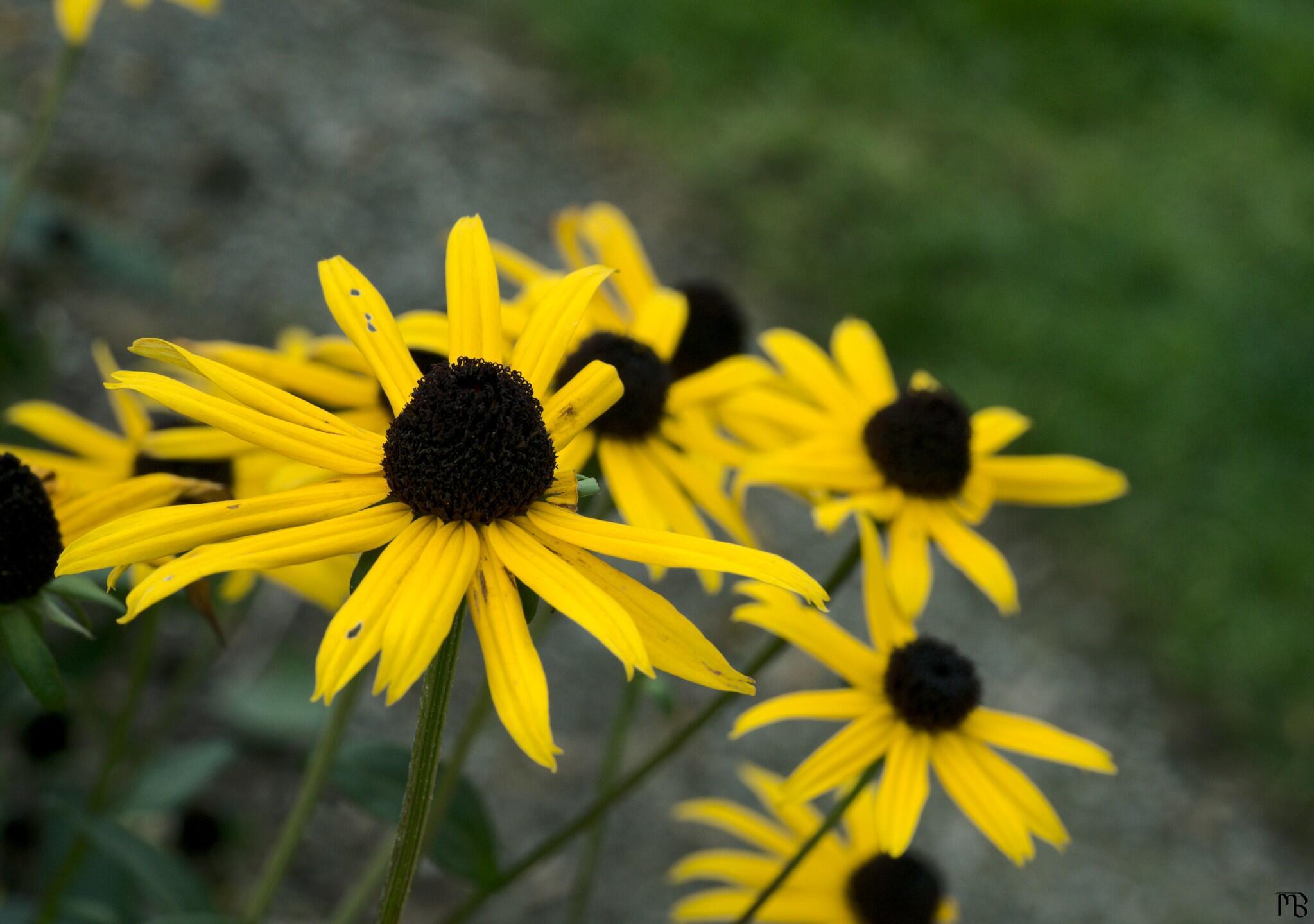 Yellow flowers above path