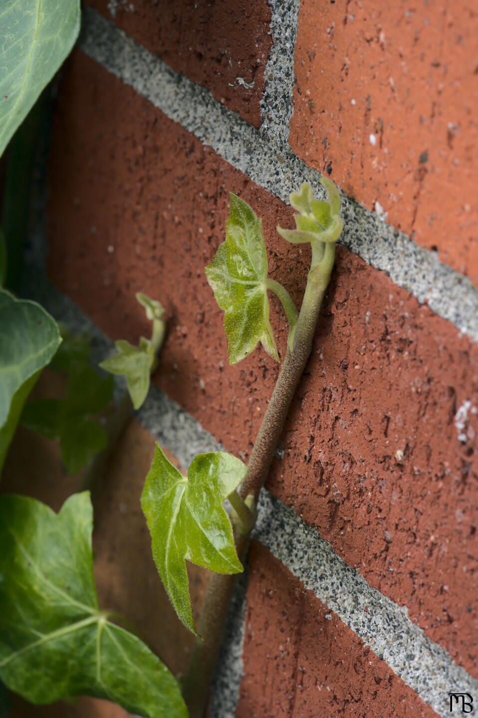 Vine growing on orange brick