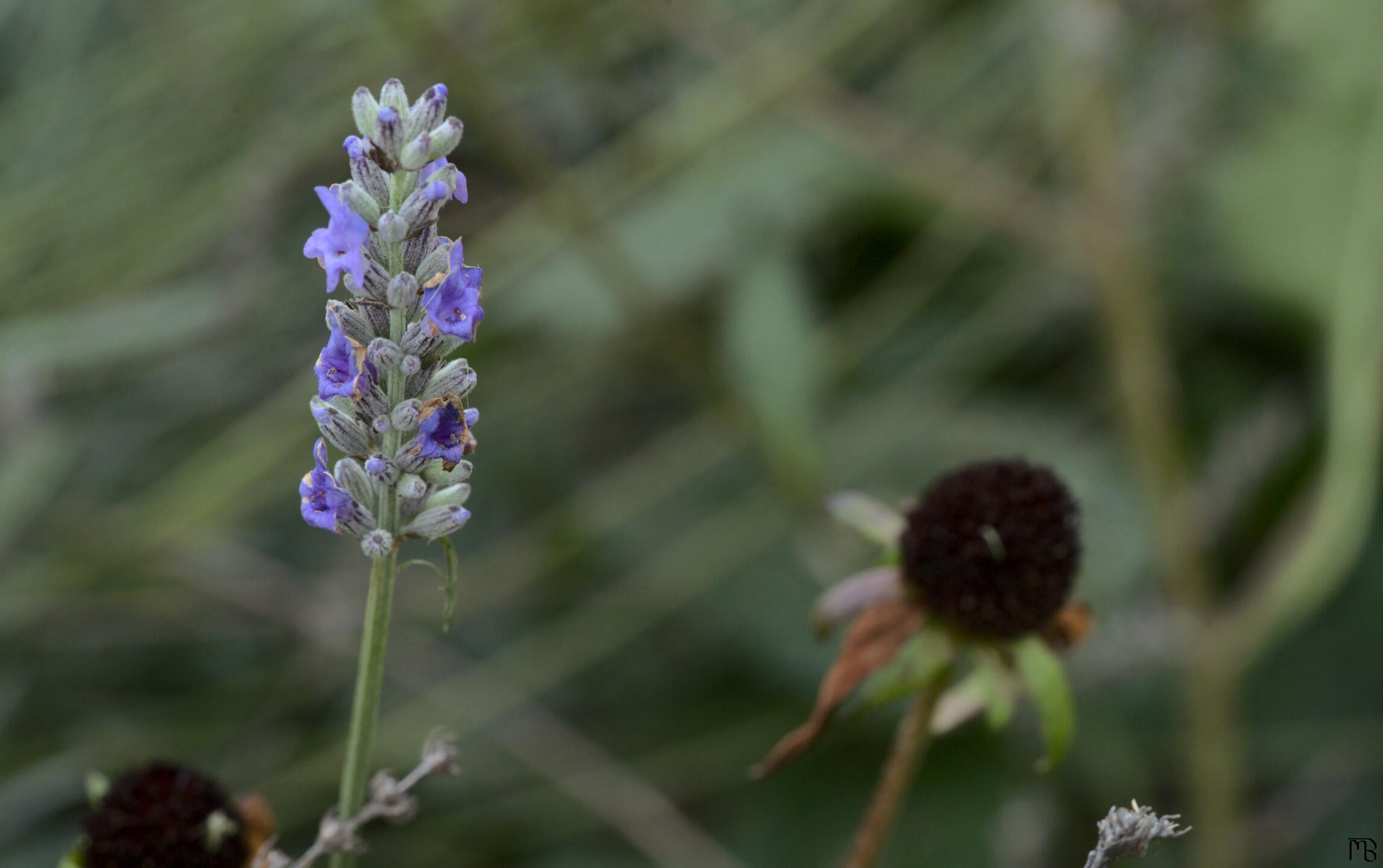 Purple flowers above dead bush