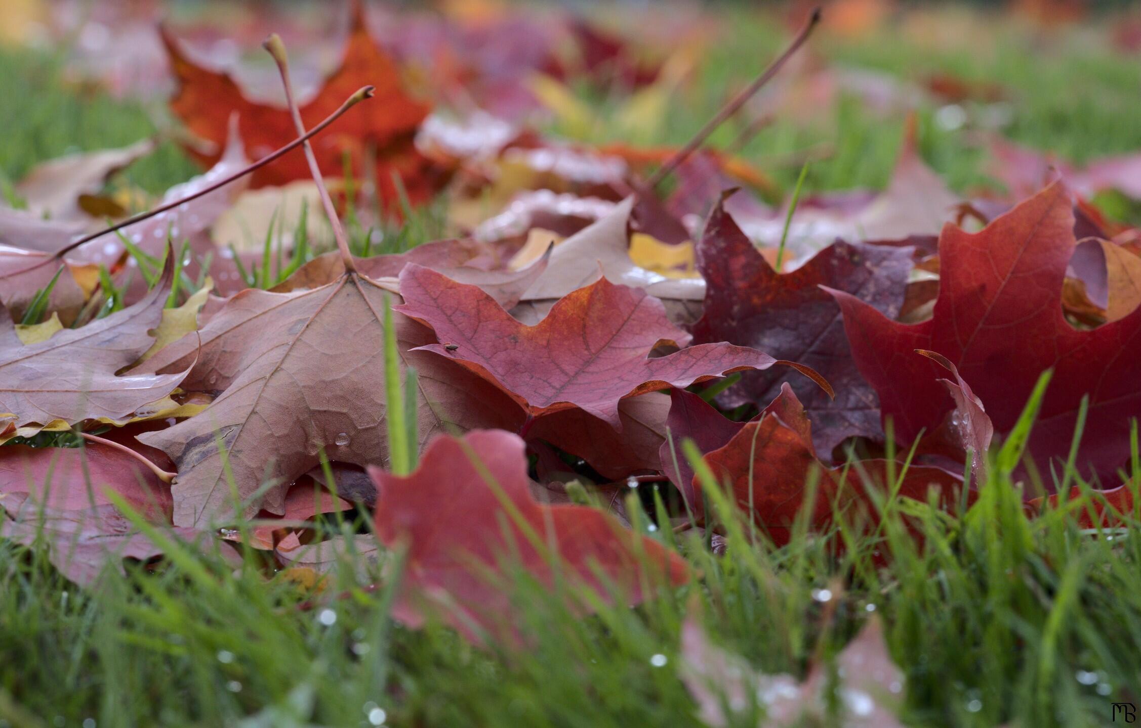 Pile or red leaves