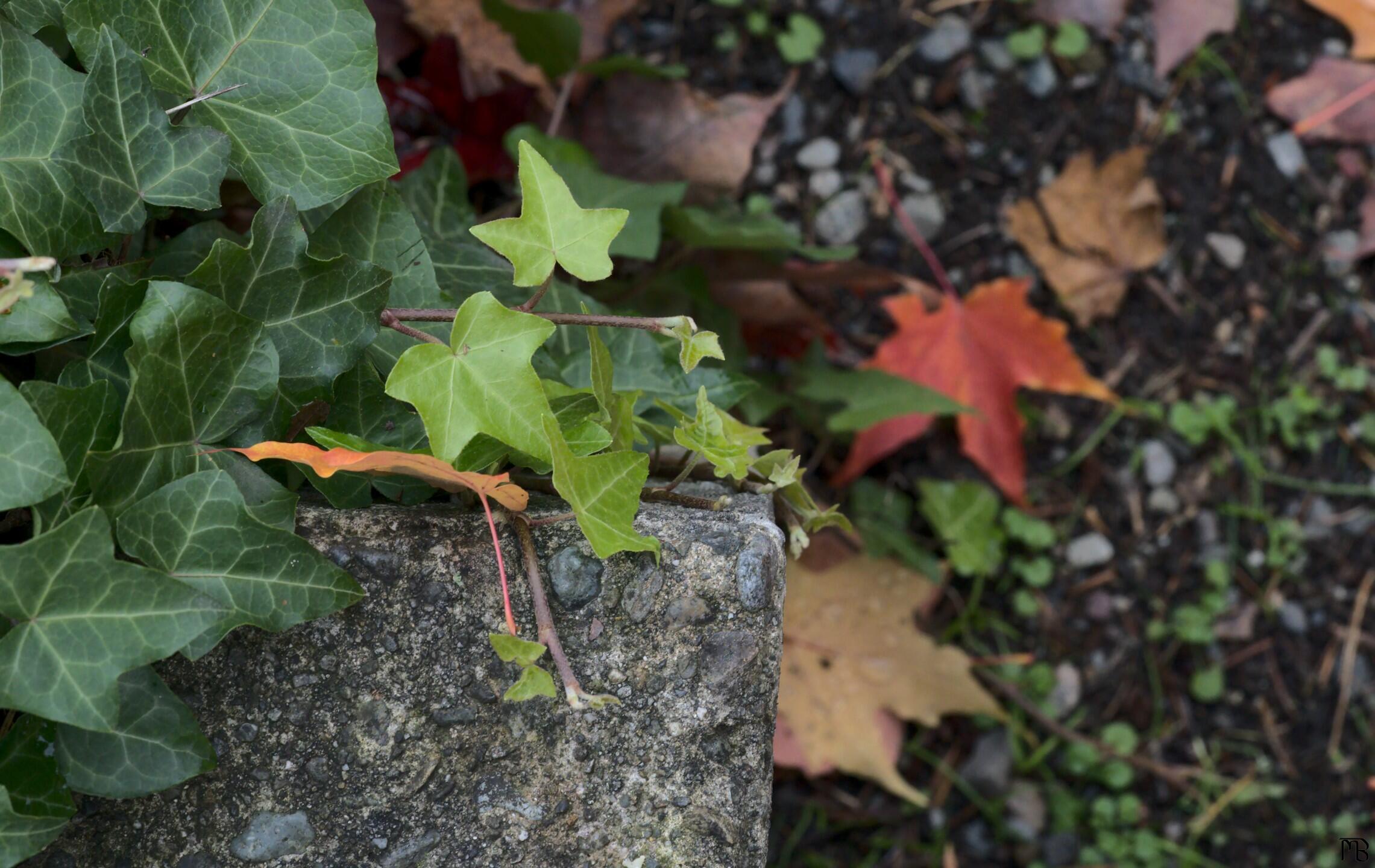 Concrete block with vine