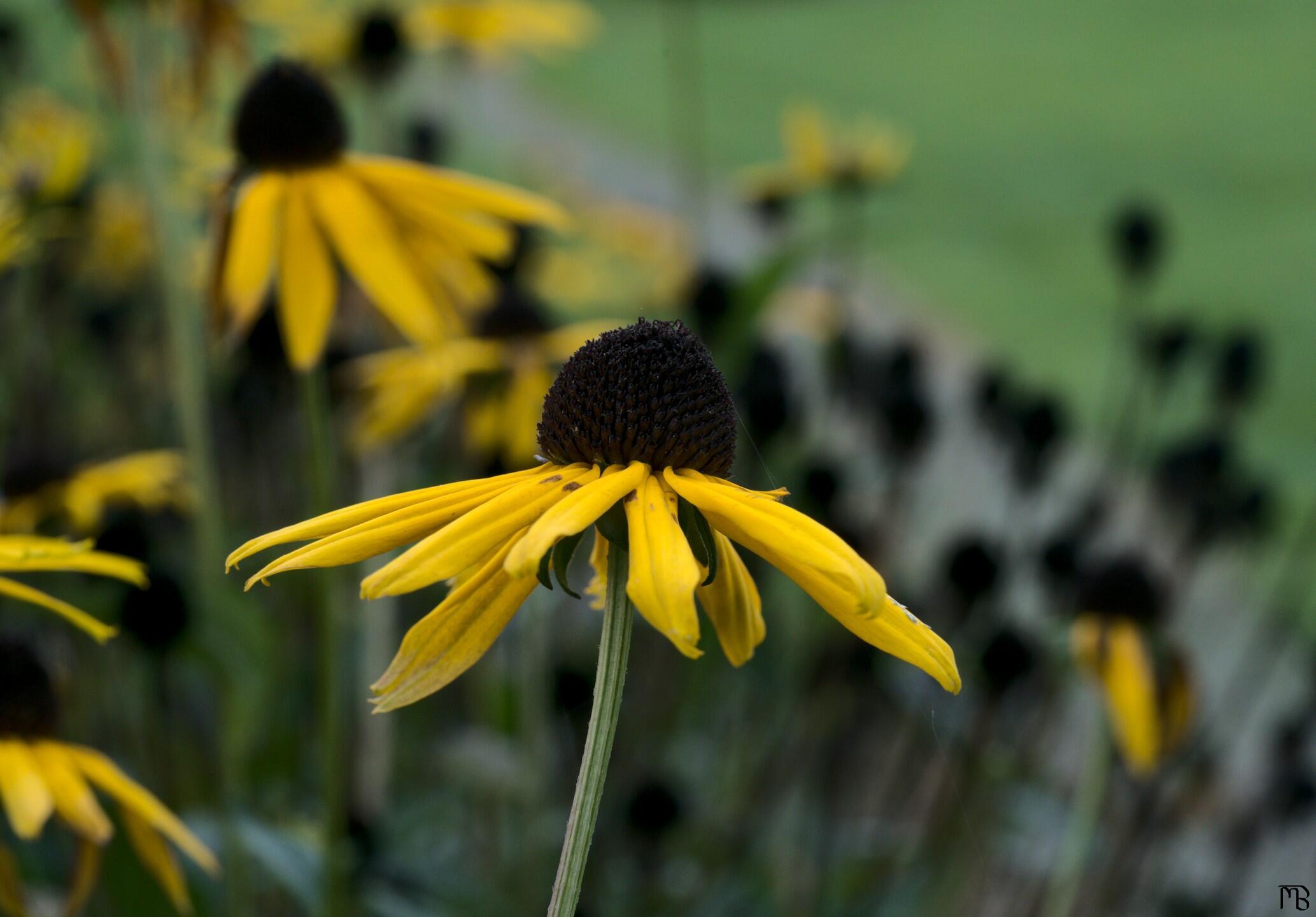 Yellow flowers in a bush