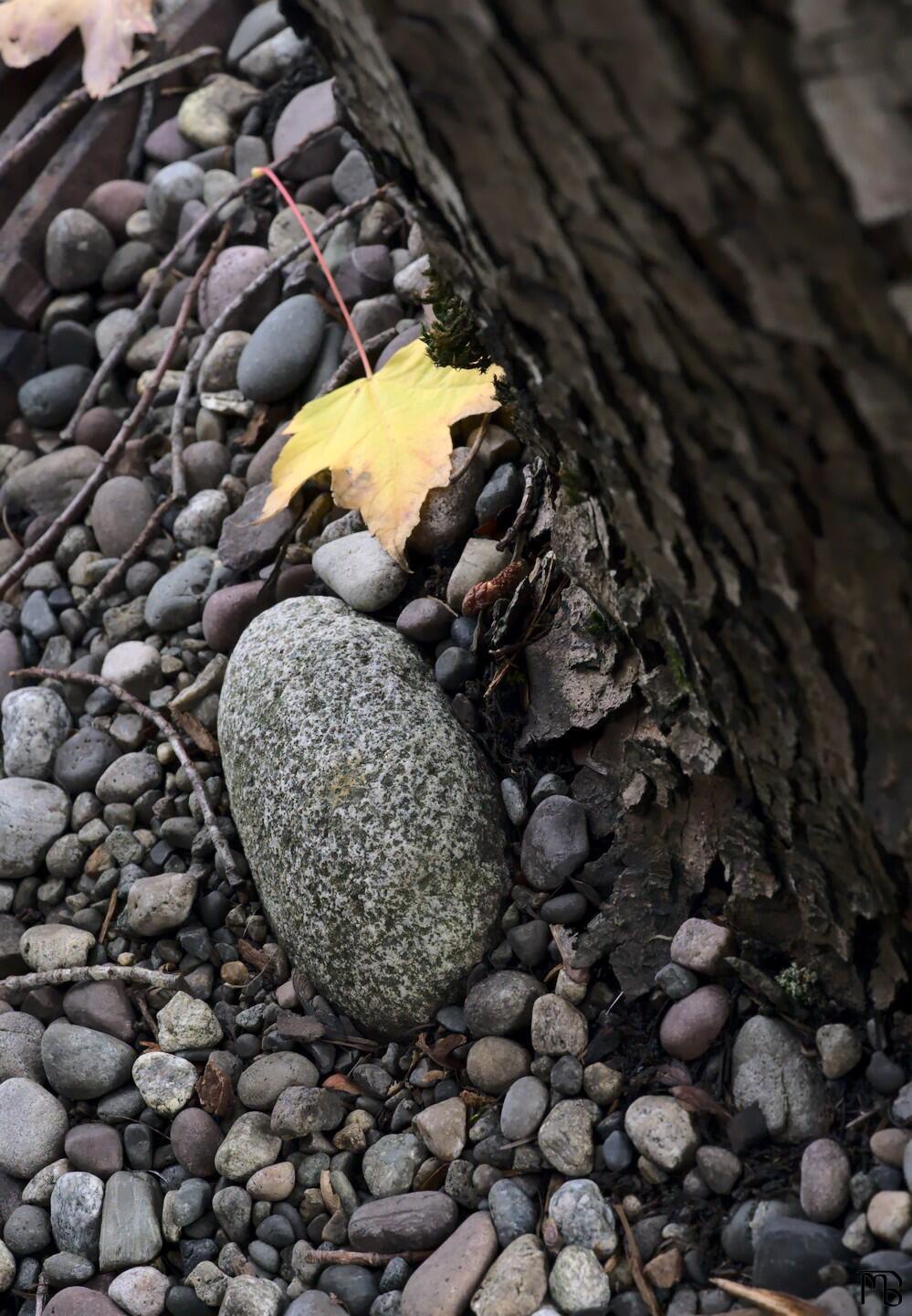 Stones and leaf near tree