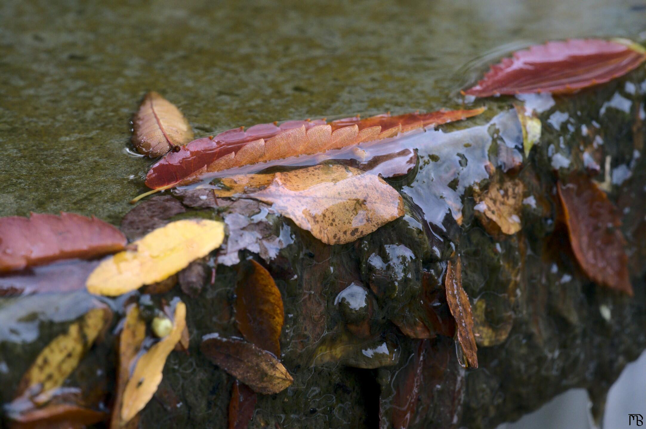 Flowing water over fall leaves