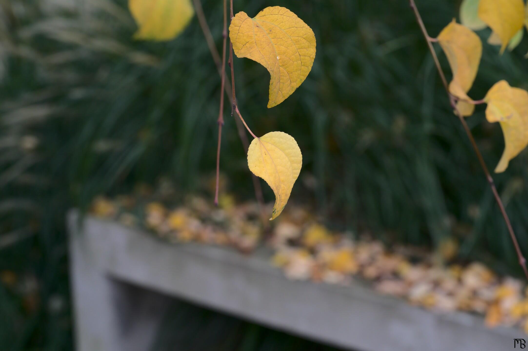 Yellow leaves hanging from tree