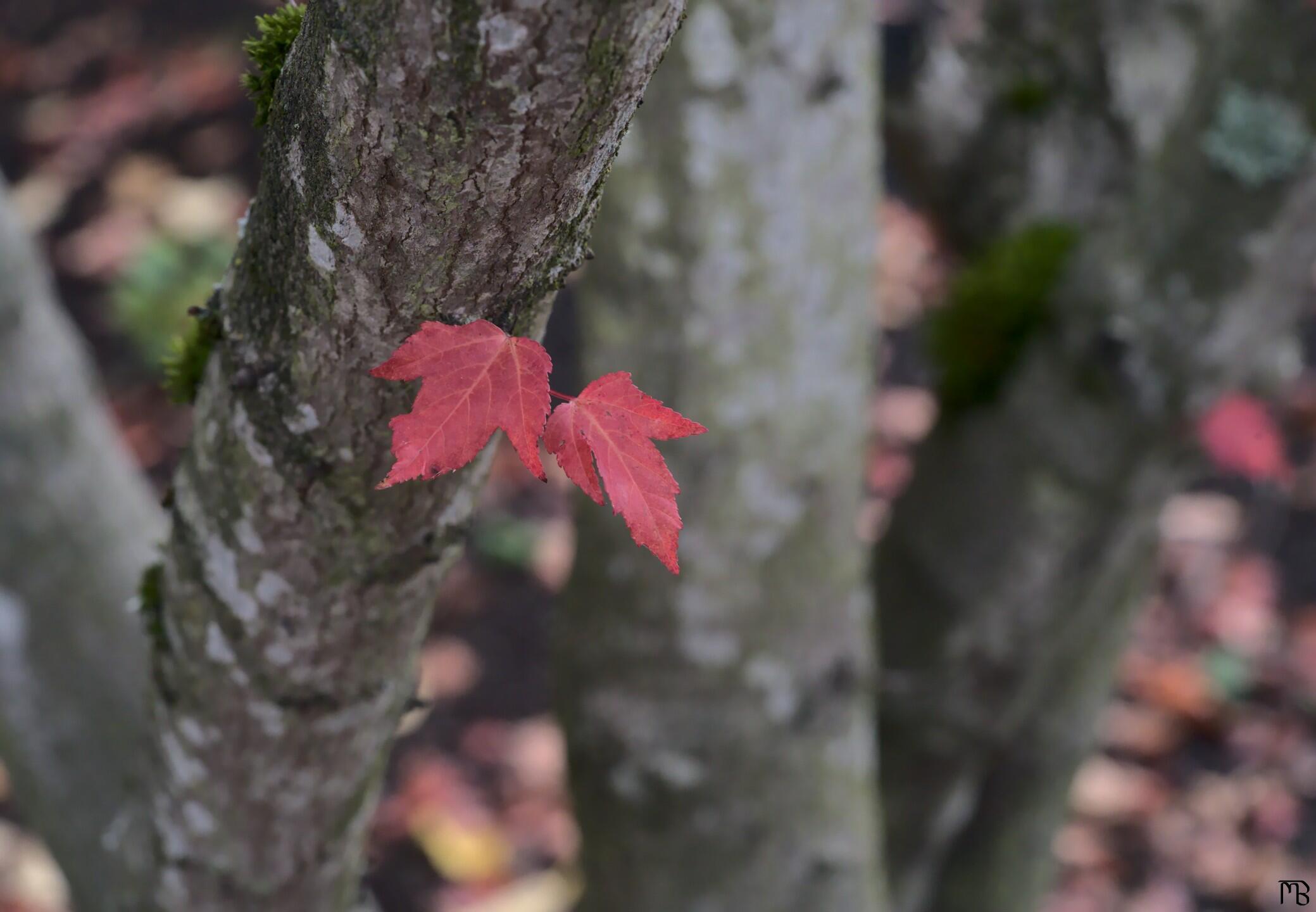 Red leaves on tree