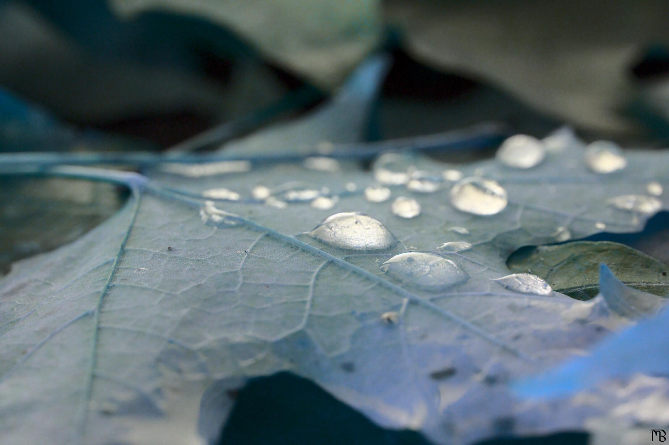 Arty droplets on blue leaf