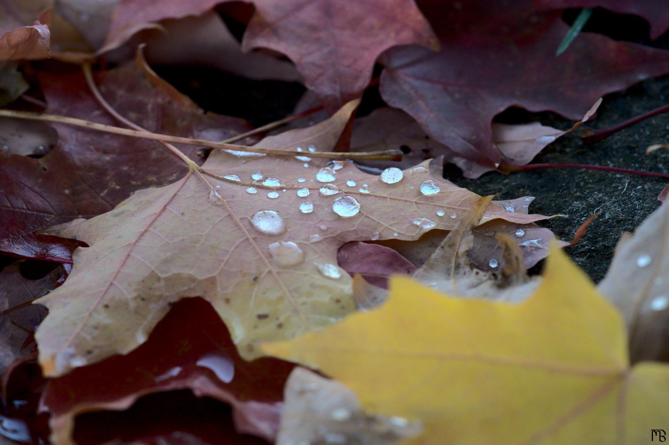 Dew drops on leaf