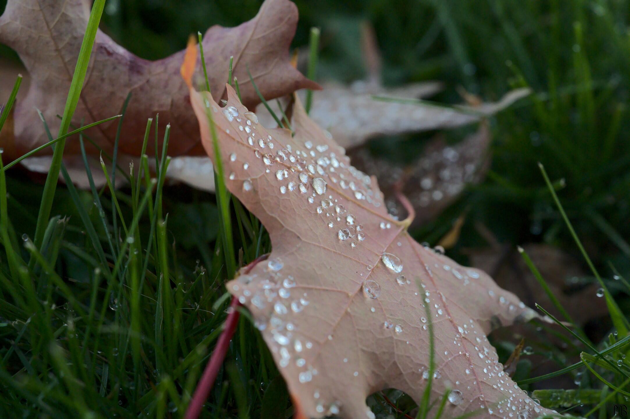Dew drops on leaf in grass