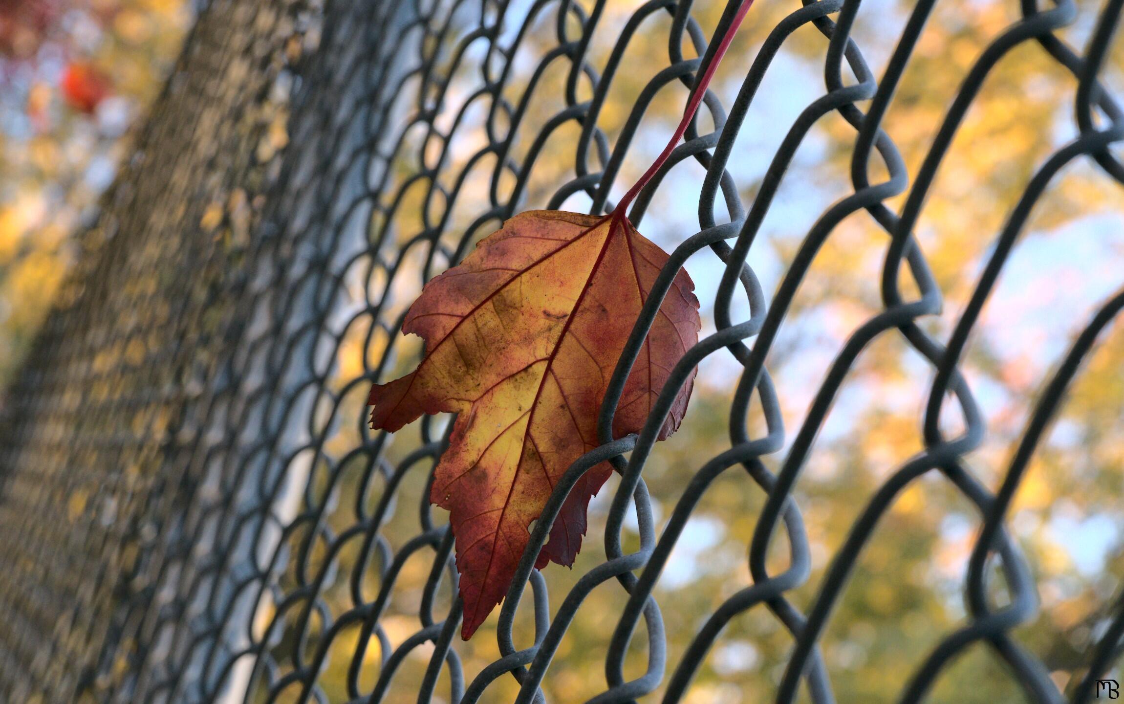 Orange leaf in the fence