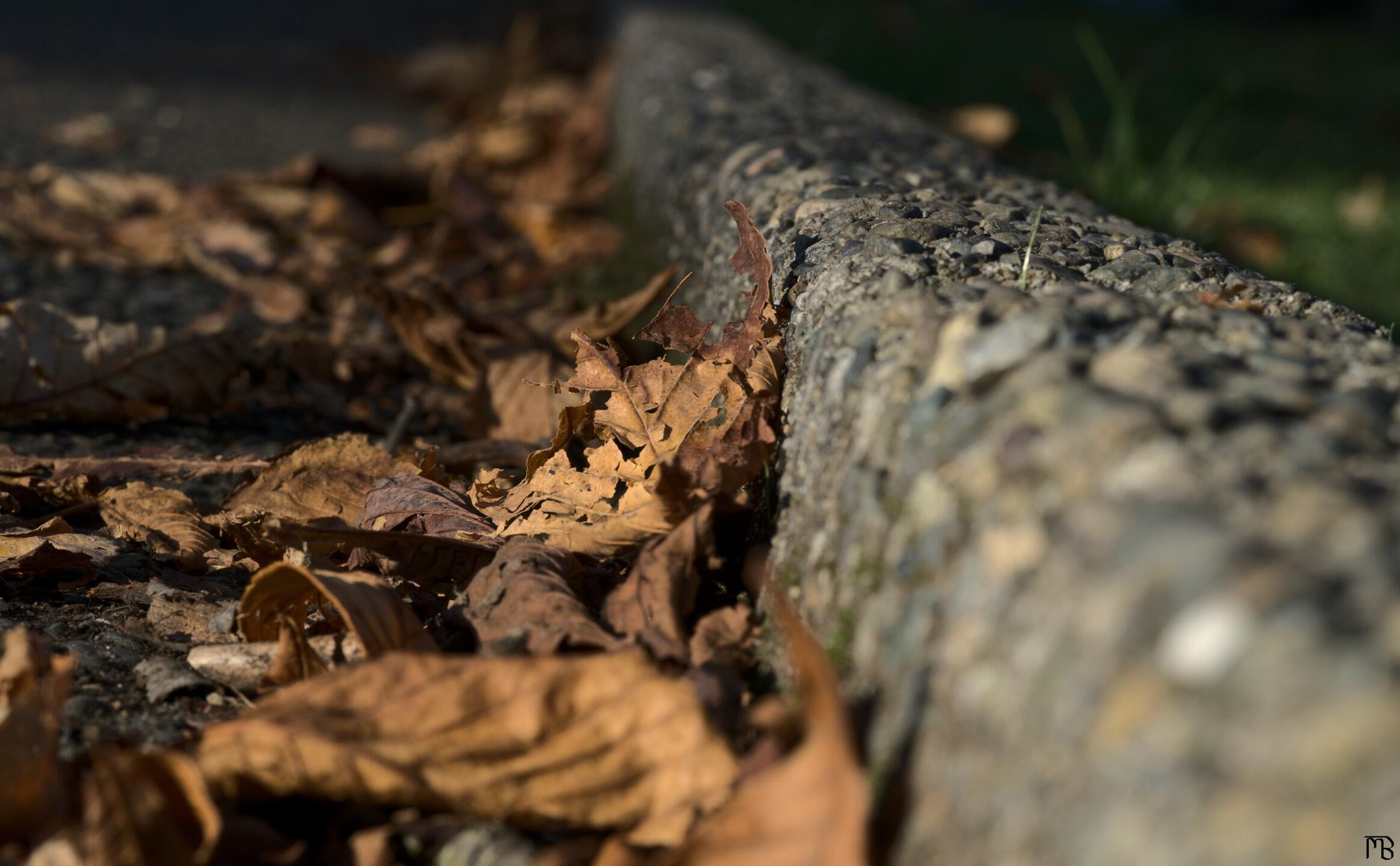 Dead leaves piled against concrete