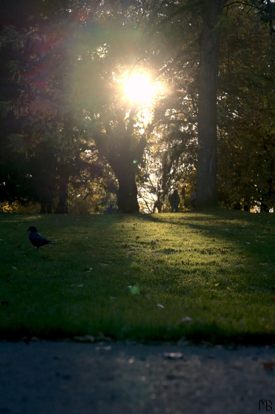 Crow walking away from sun beam