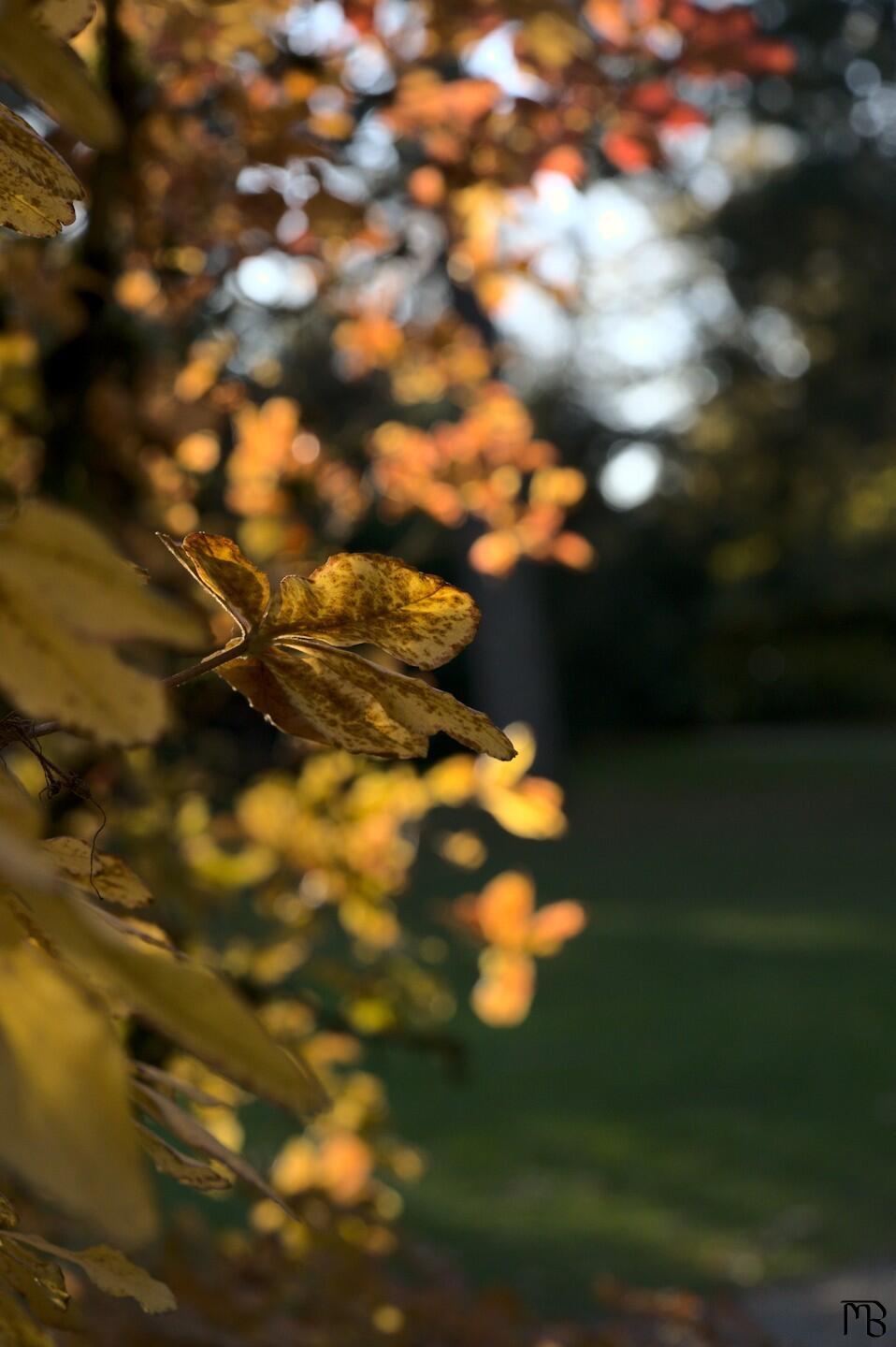 Yellow leaf in the sun