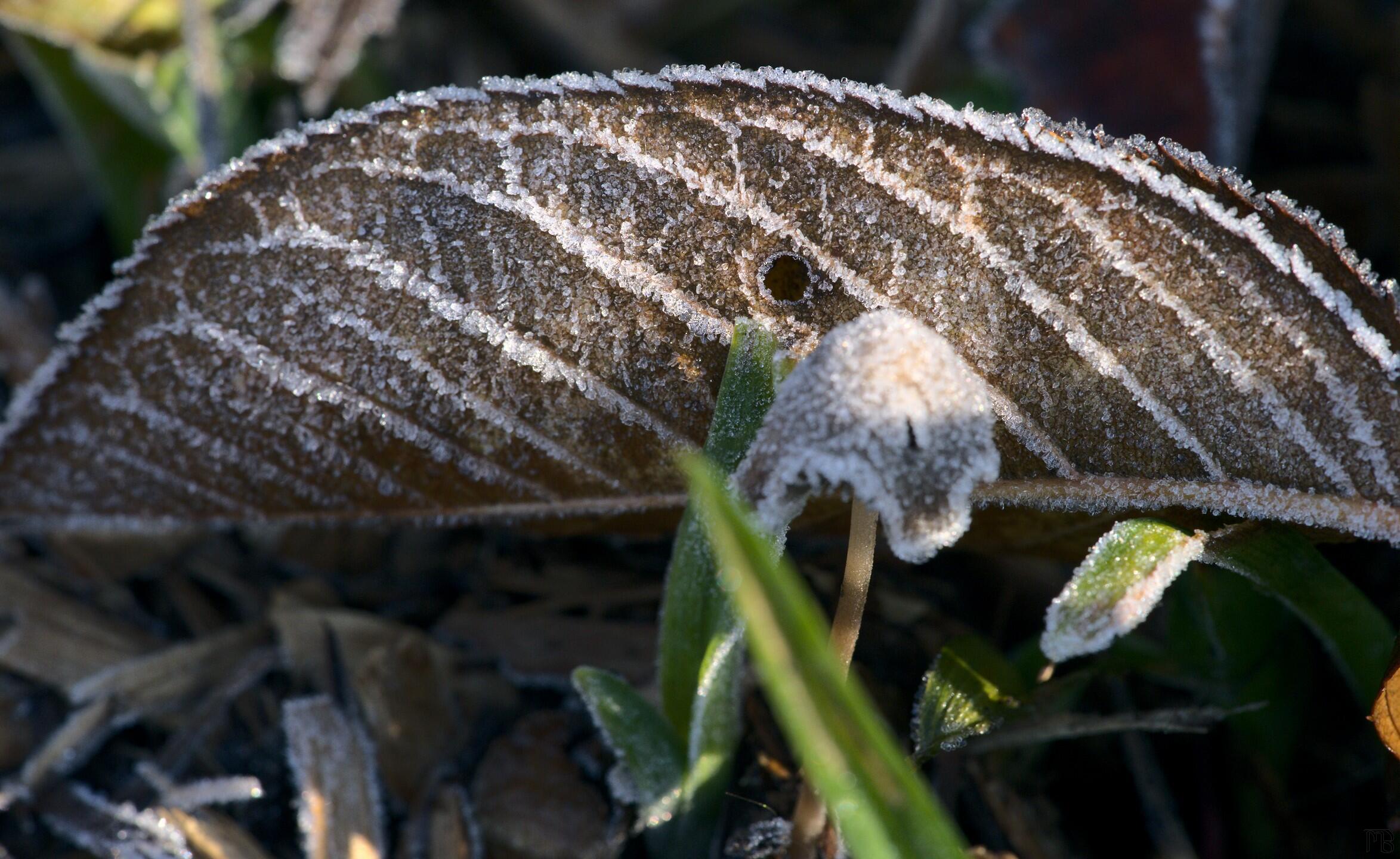 Frozen leaf in grass