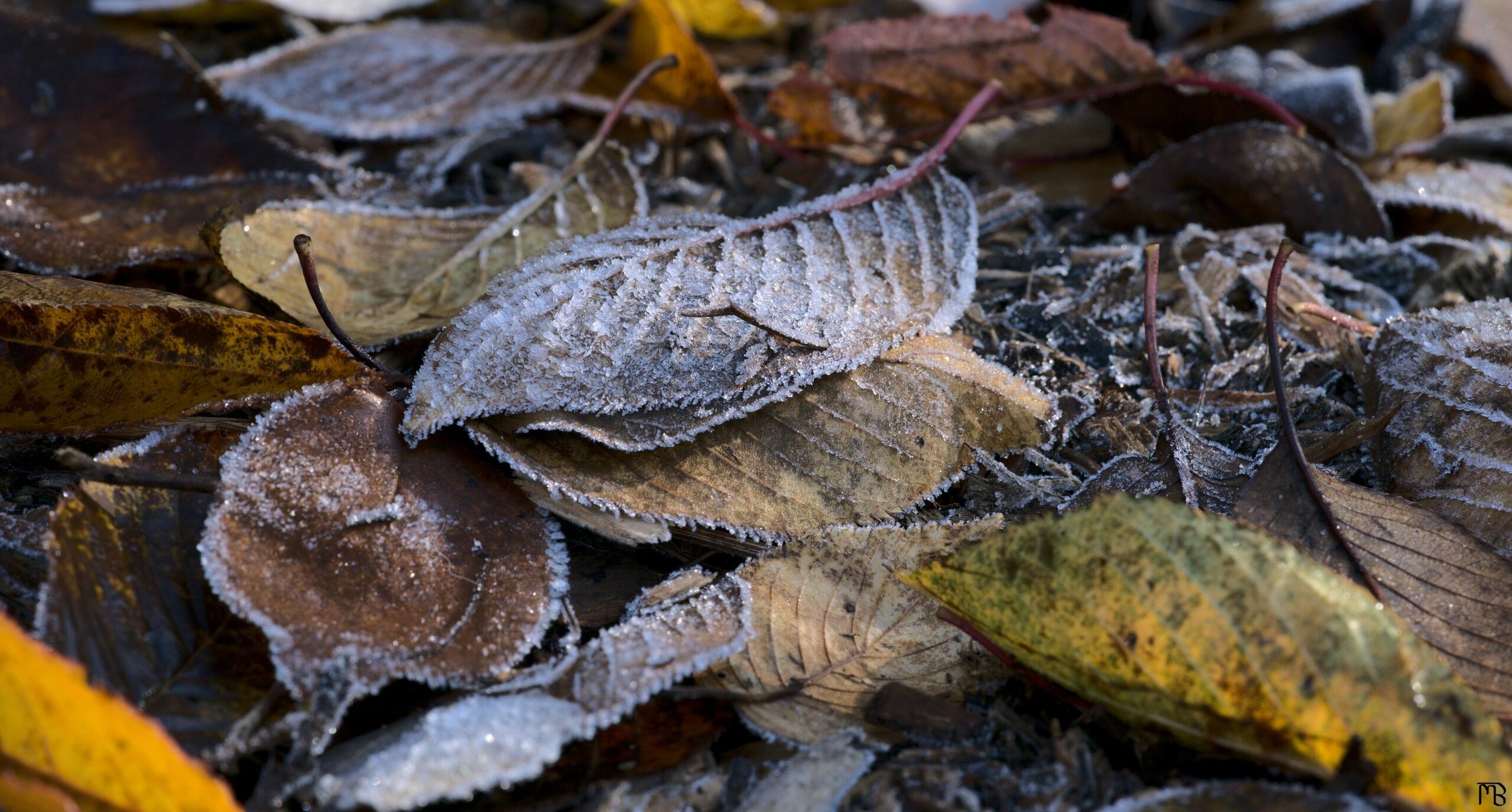 Ice covered leaves on the ground
