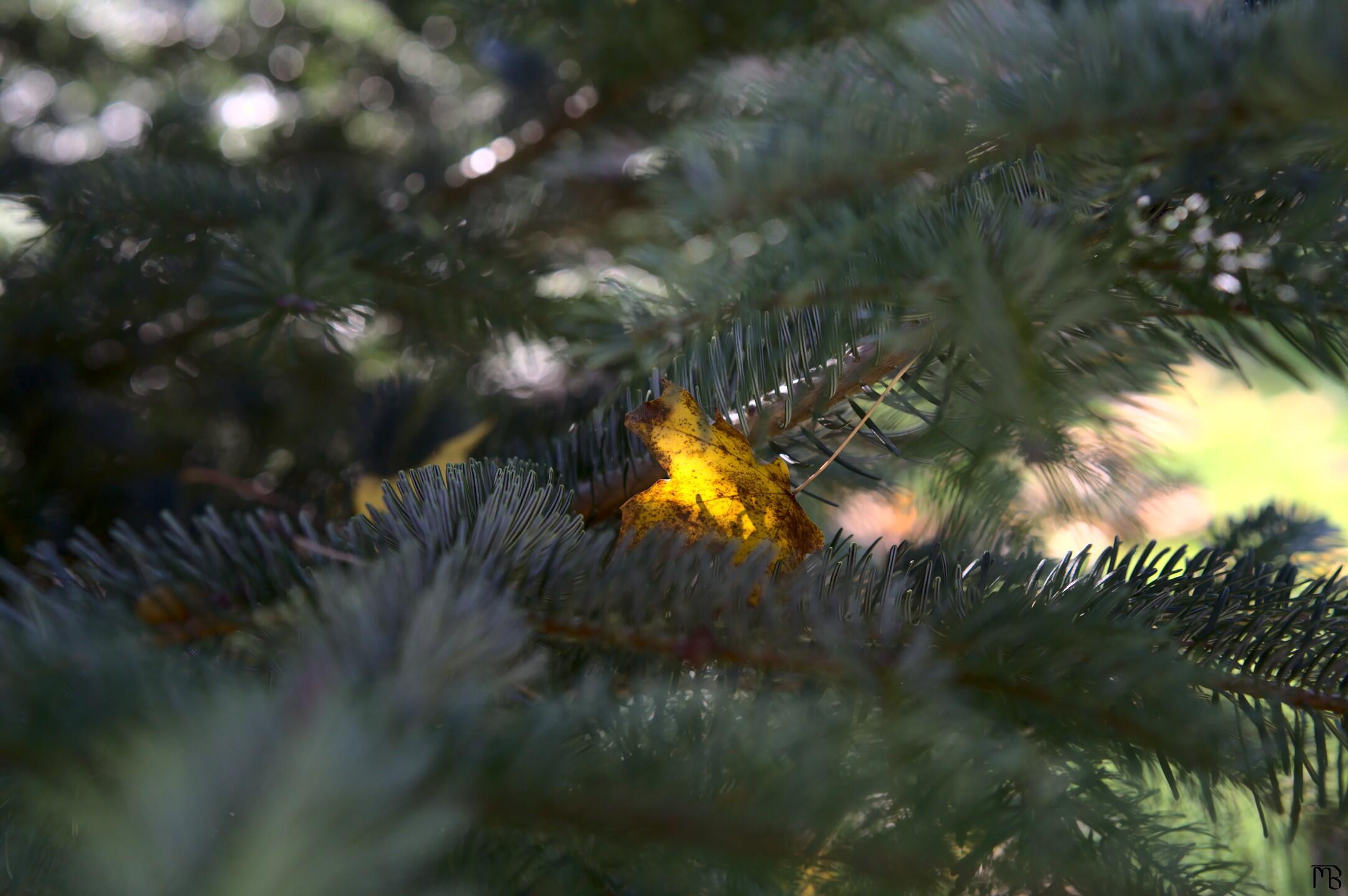 Bright light through a yellow leaf in a tree