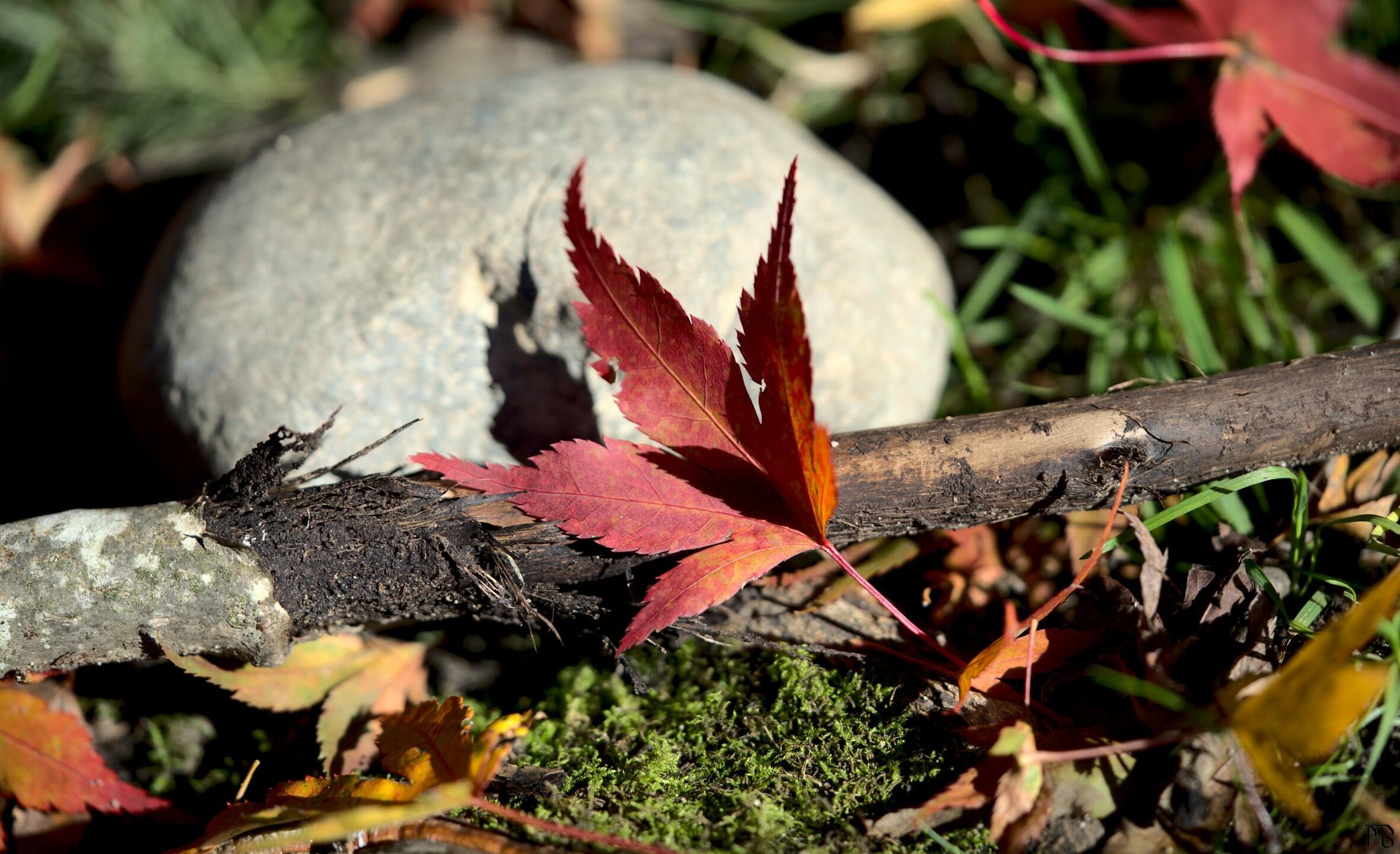 Red leaf near stone