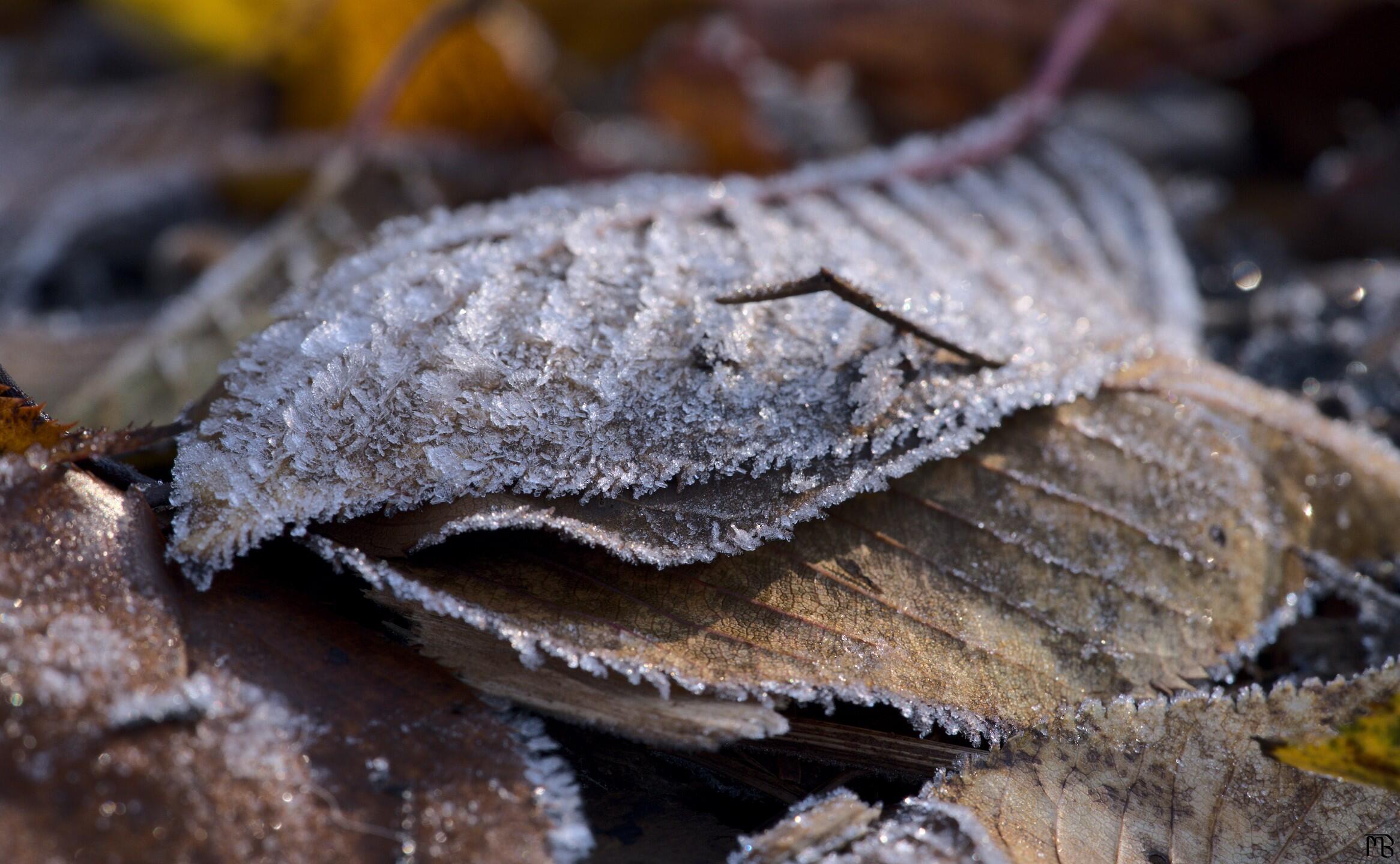 Icy leaf in a pile