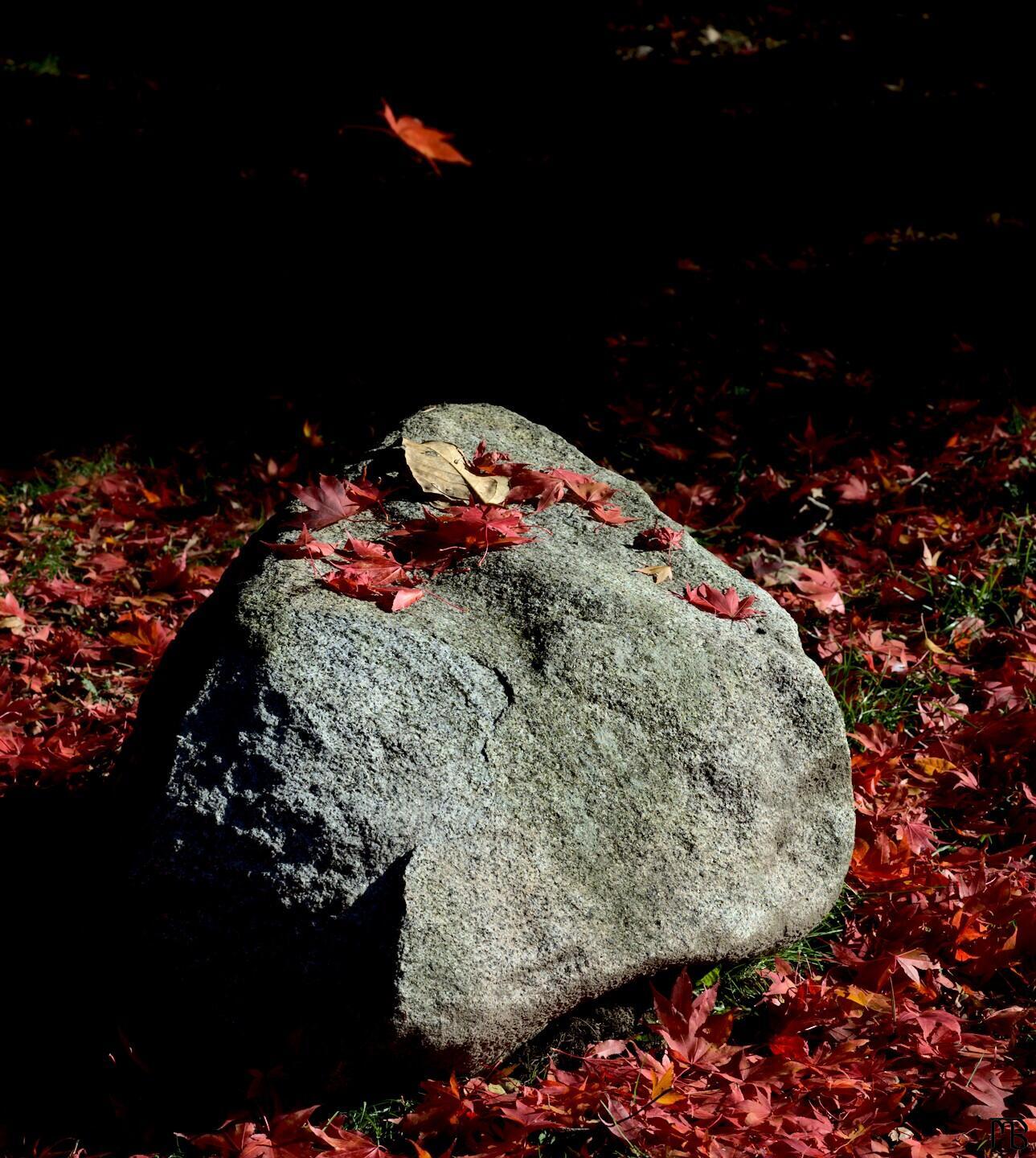Red leaf falling down on rock