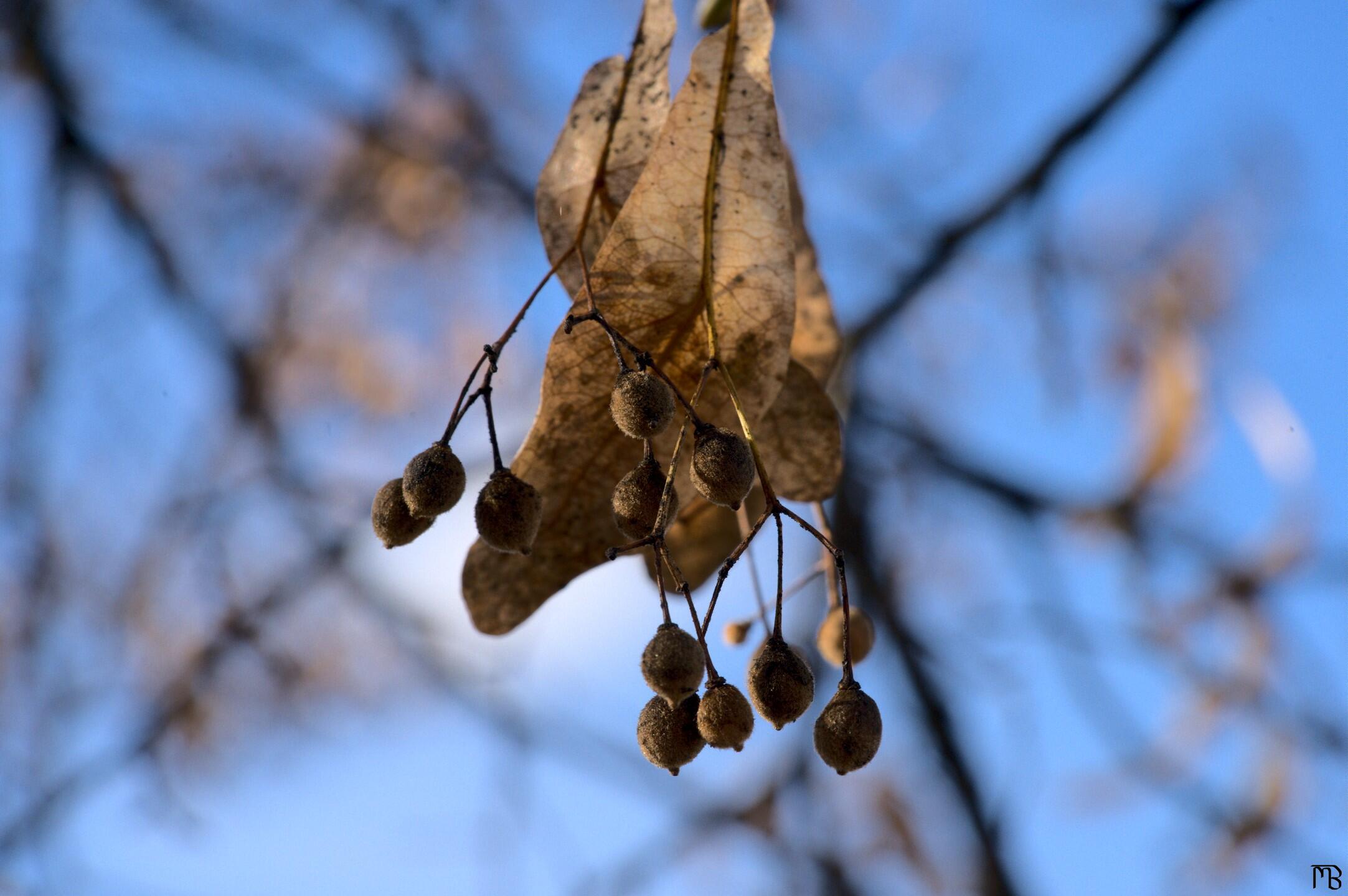 Yellow seed pods in the sky