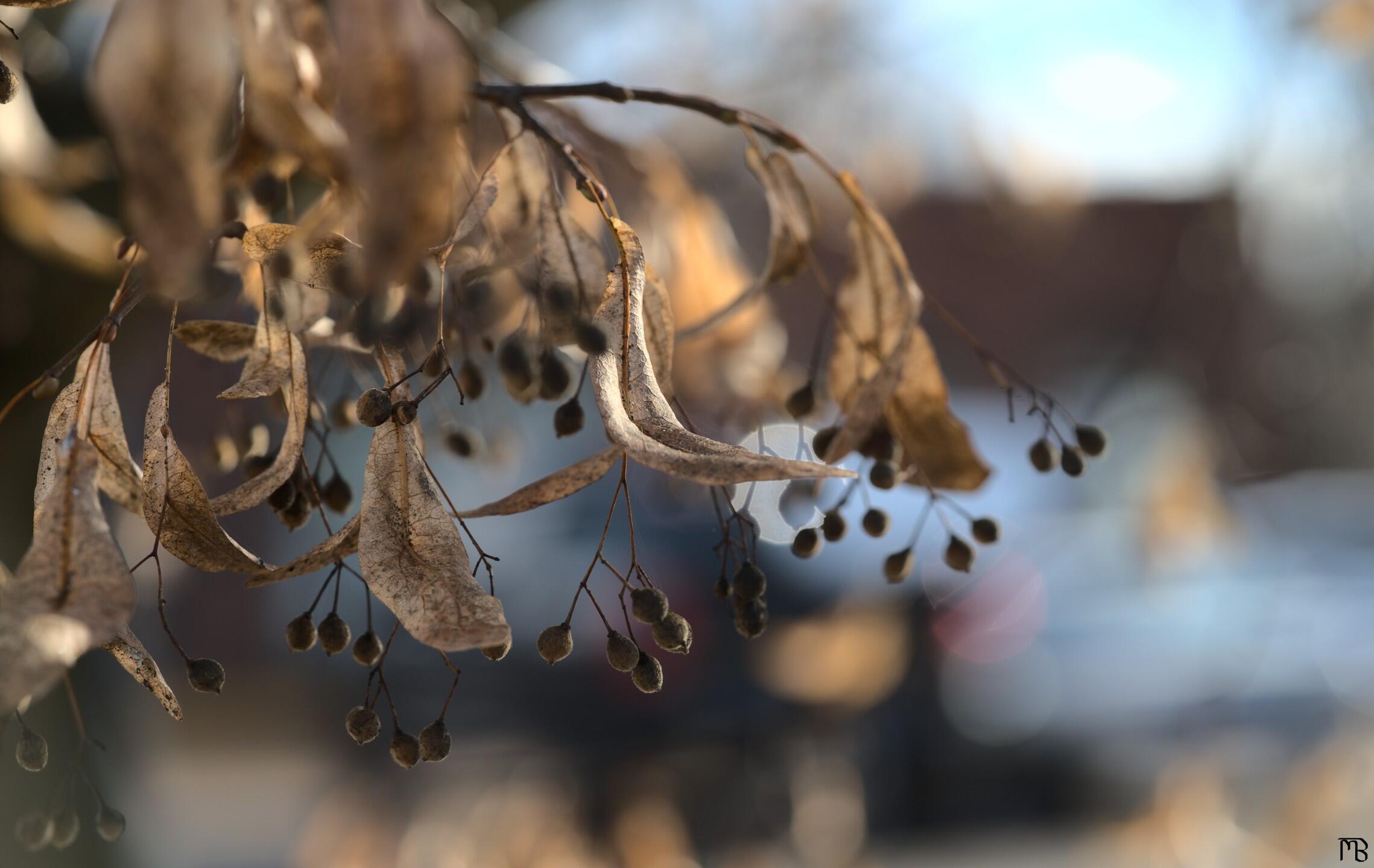 Seed pods floating in tree